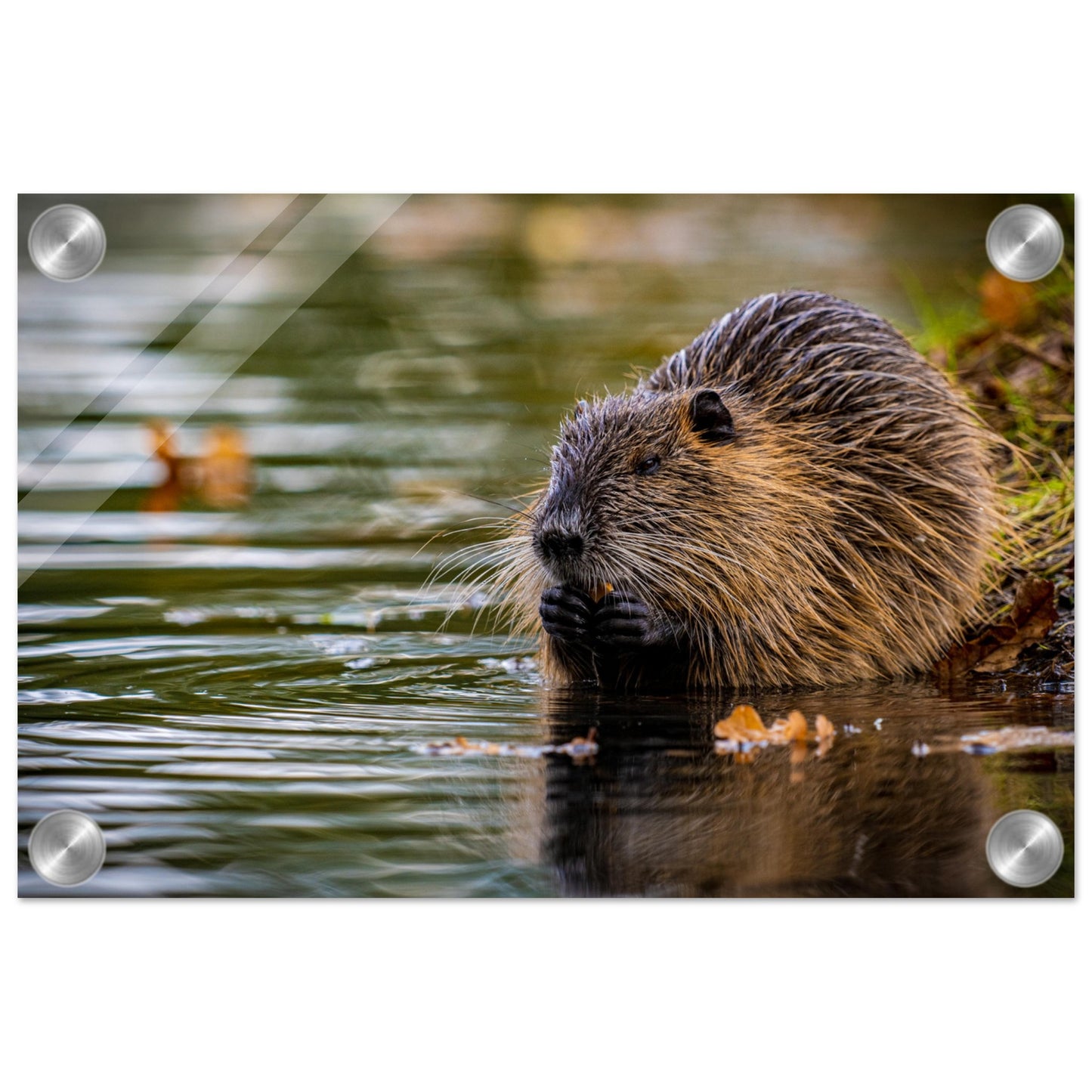 Nutria