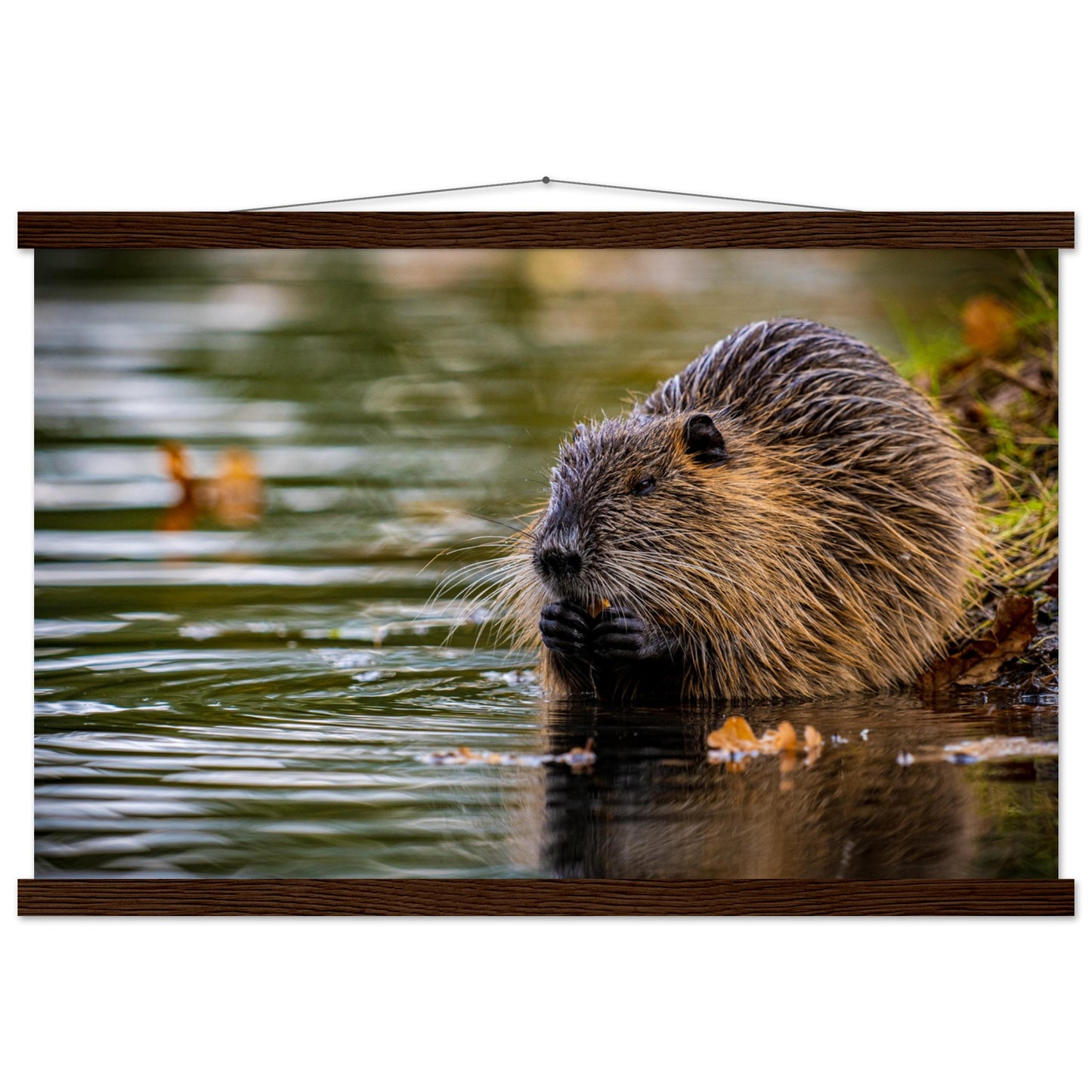 Nutria