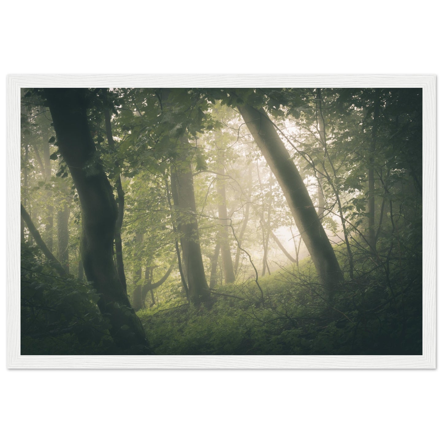 Ein Wald im Nebel