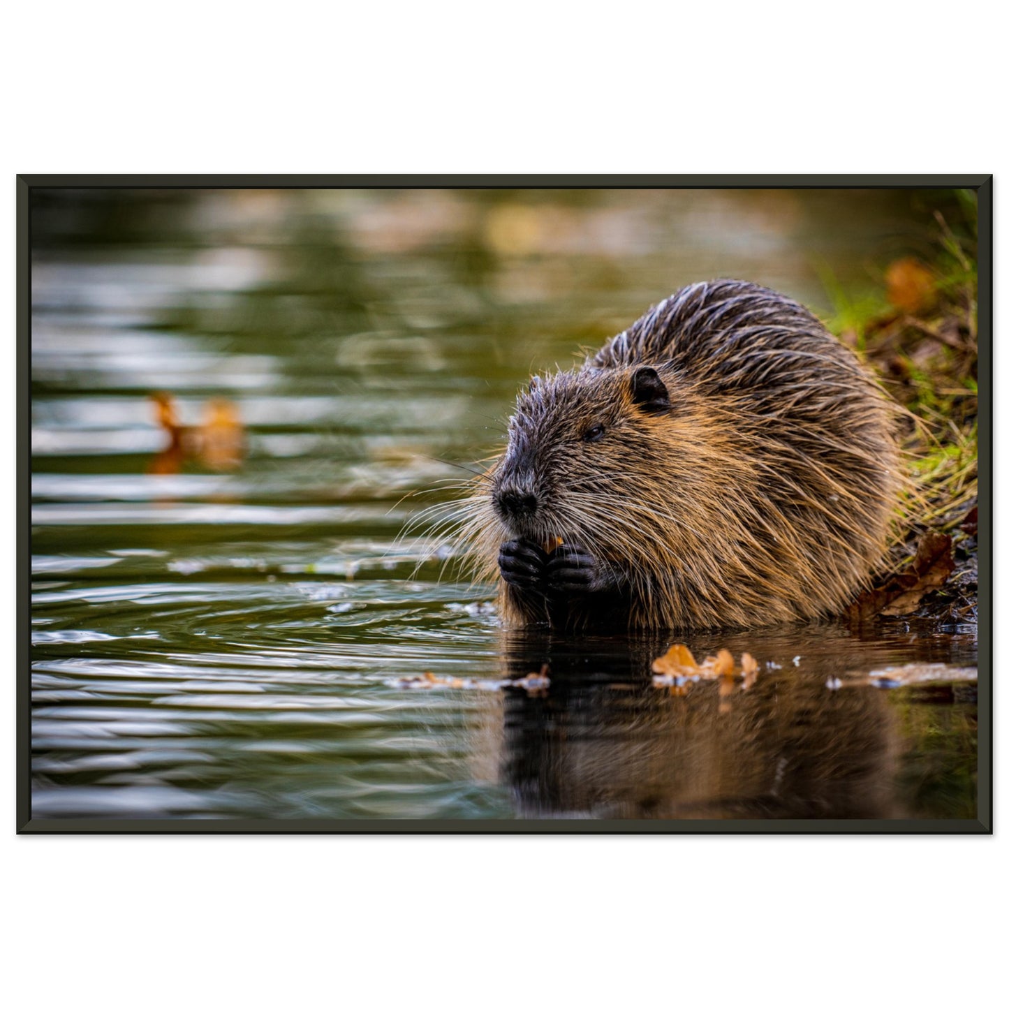 Nutria