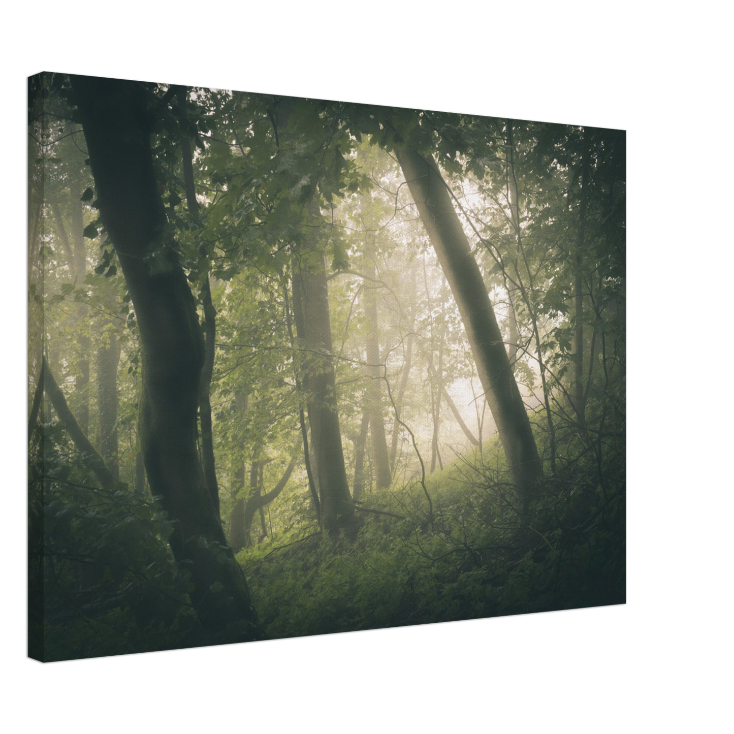 Ein Wald im Nebel