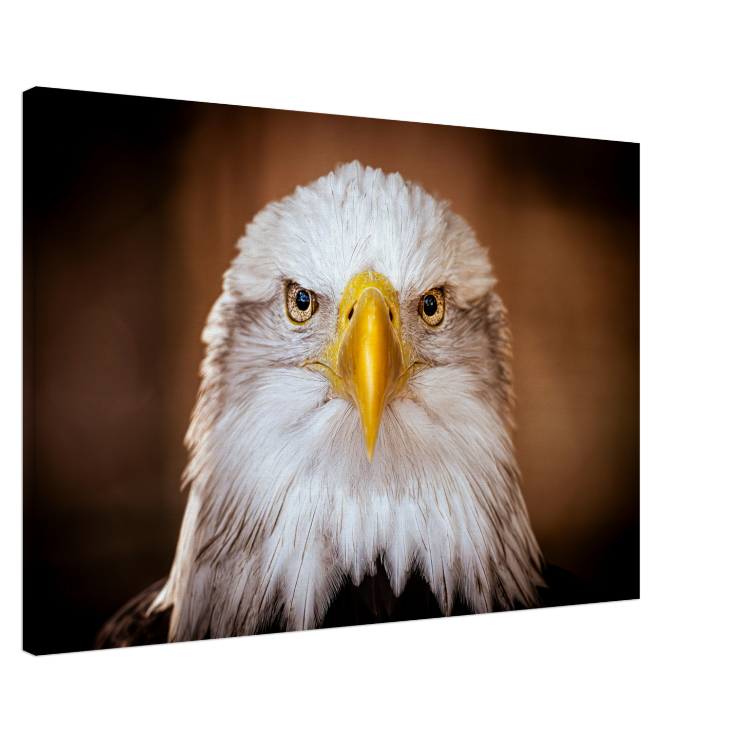 Weißkopfseeadler