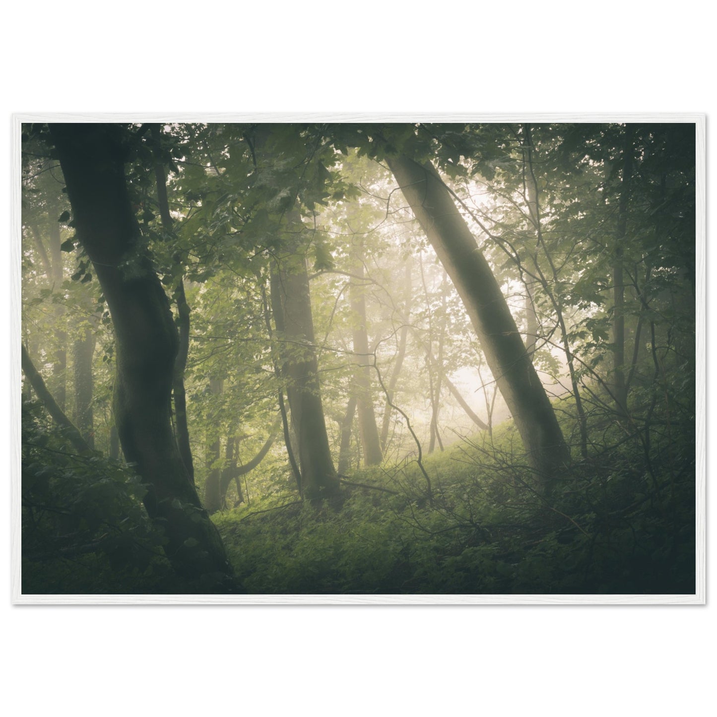 Ein Wald im Nebel