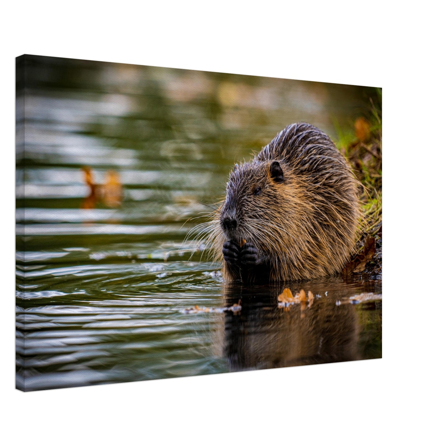 Nutria