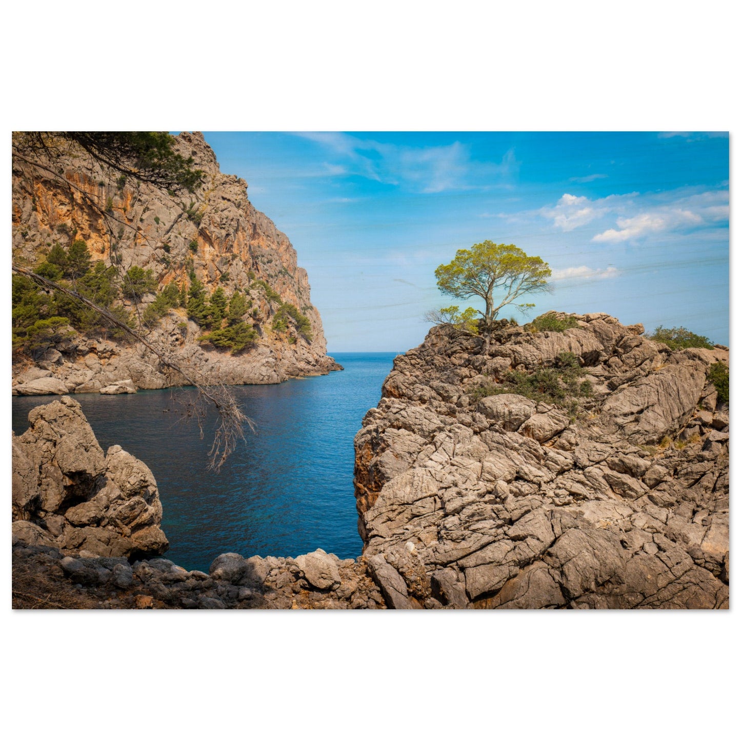 Einsamer Baum auf der Klippe von Sa Calobra