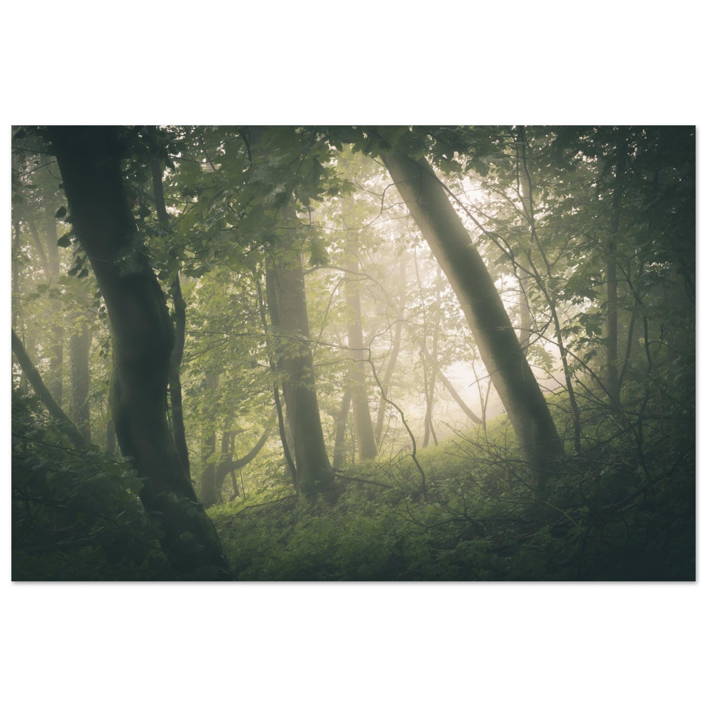 Ein Wald im Nebel