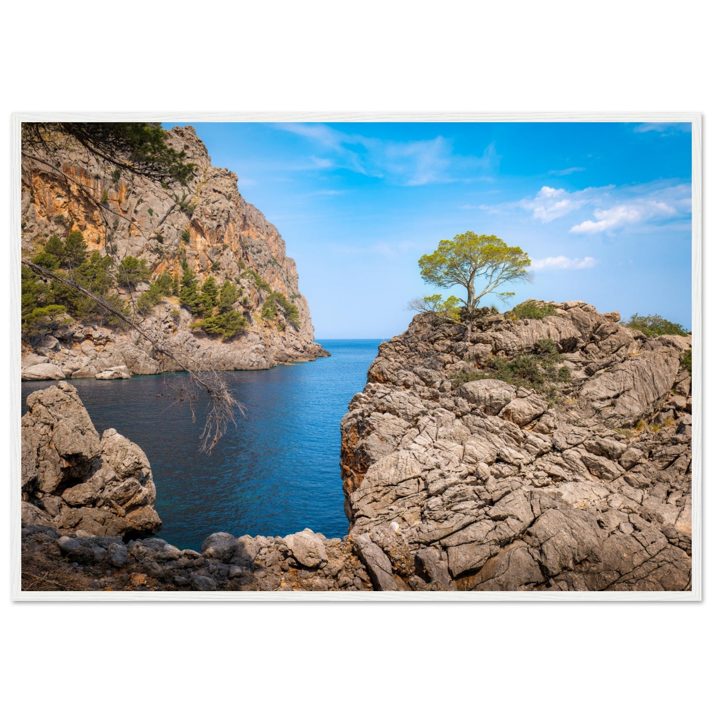 Einsamer Baum auf der Klippe von Sa Calobra