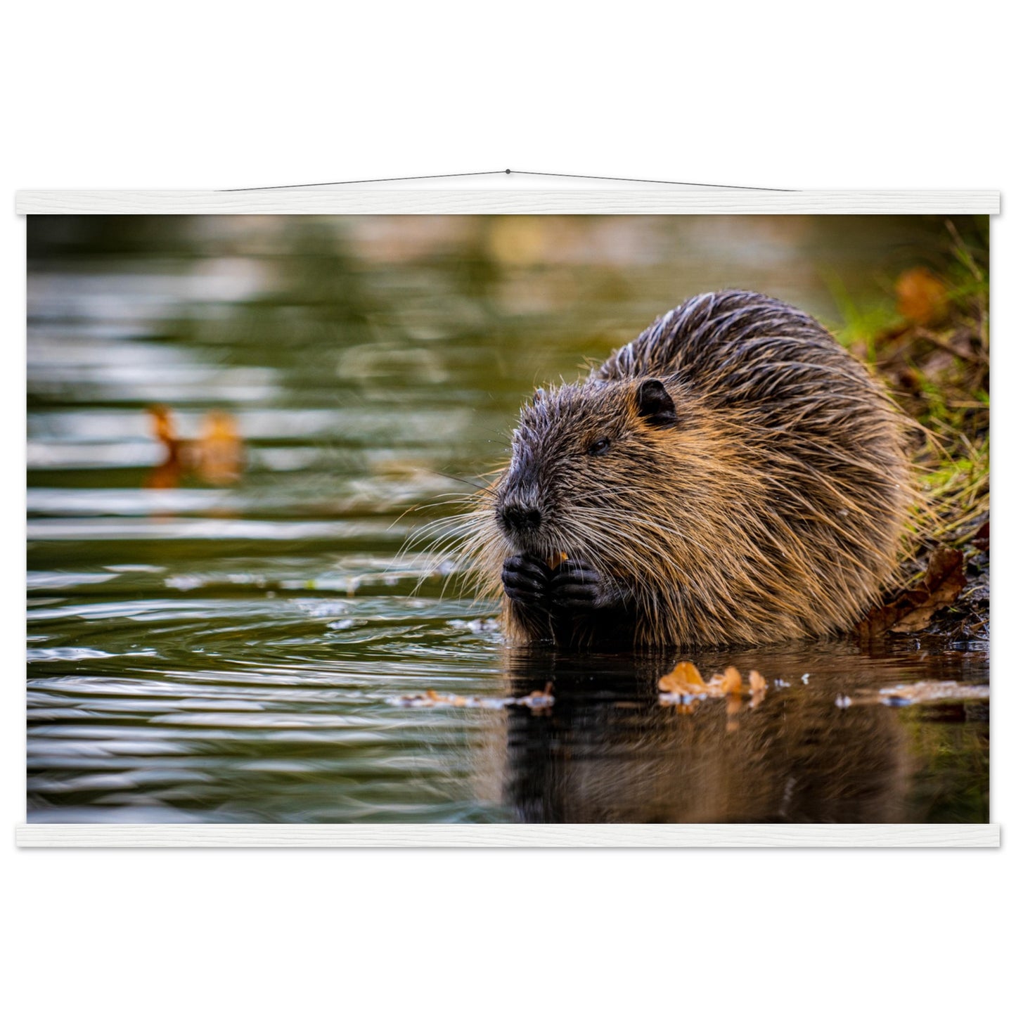 Nutria