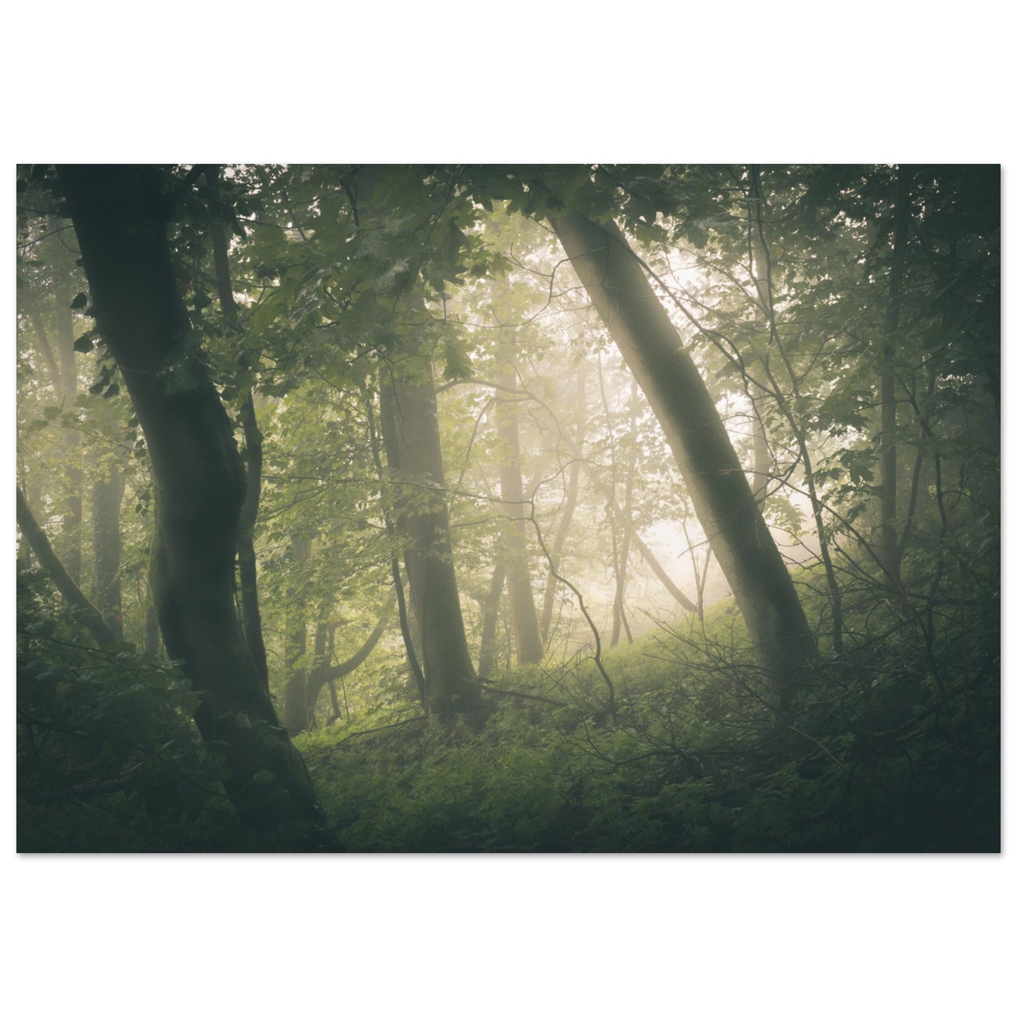 Ein Wald im Nebel