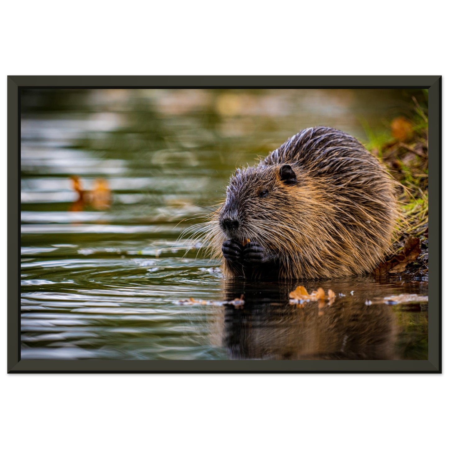 Nutria