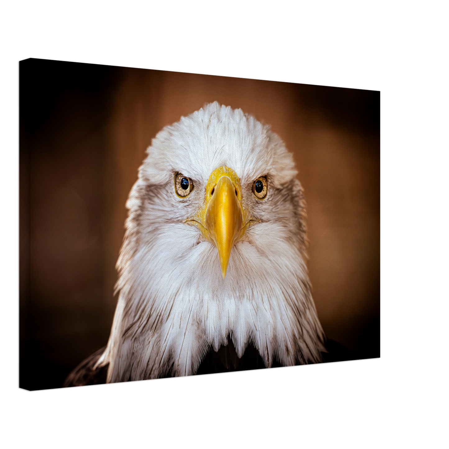 Weißkopfseeadler