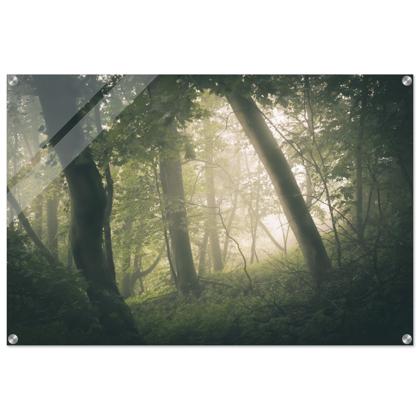 Ein Wald im Nebel