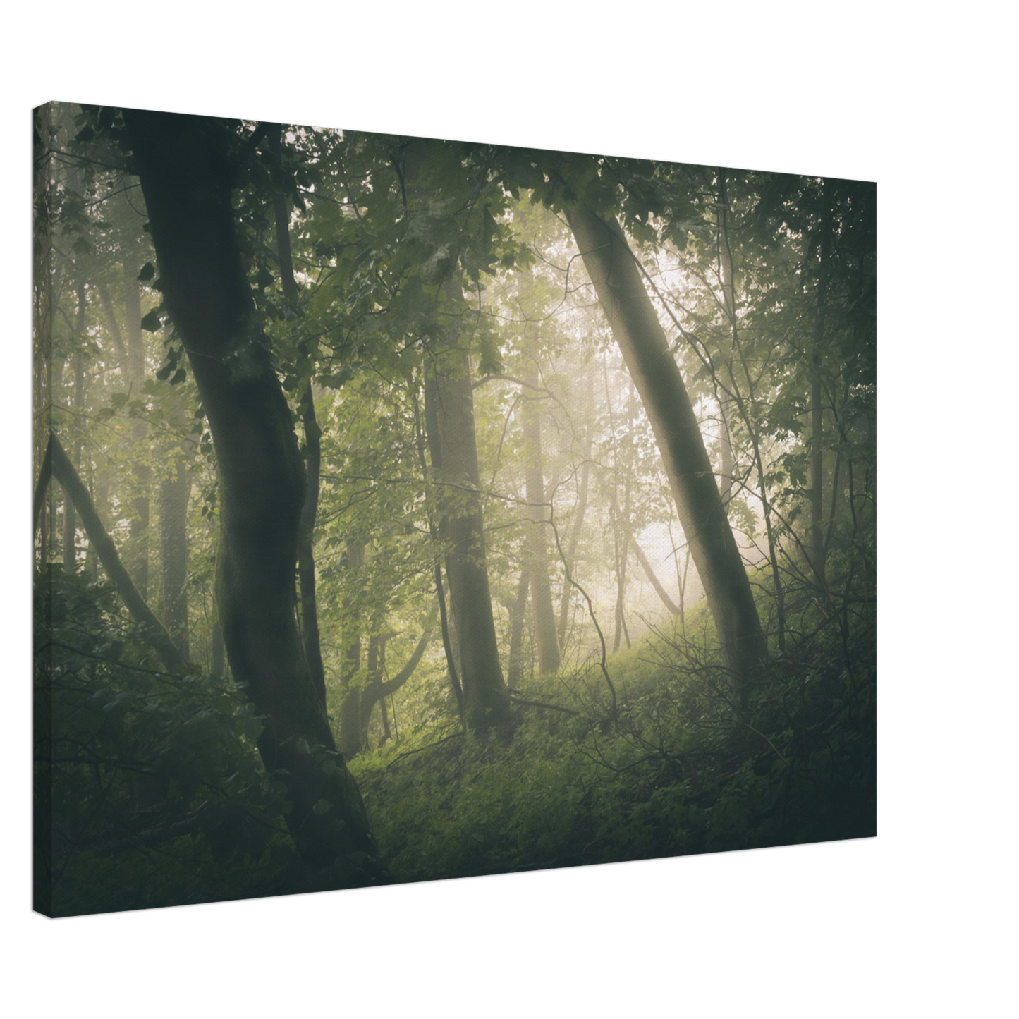 Ein Wald im Nebel