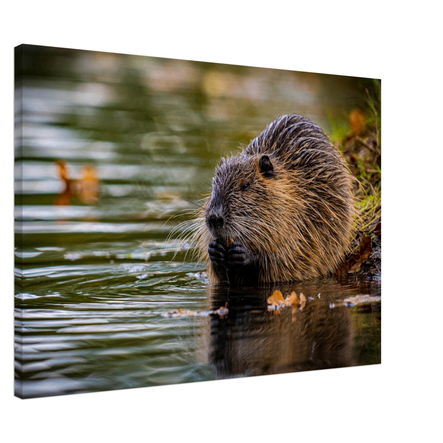 Nutria