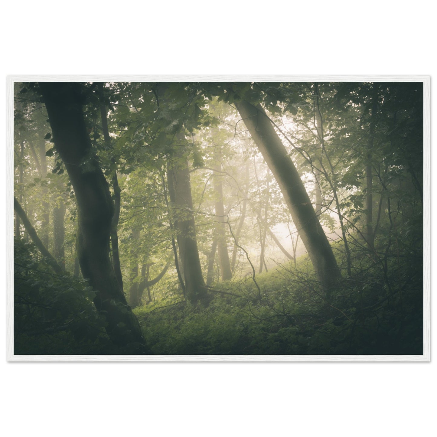 Ein Wald im Nebel