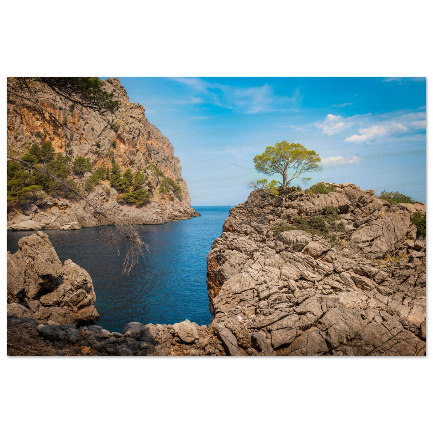 Einsamer Baum auf der Klippe von Sa Calobra