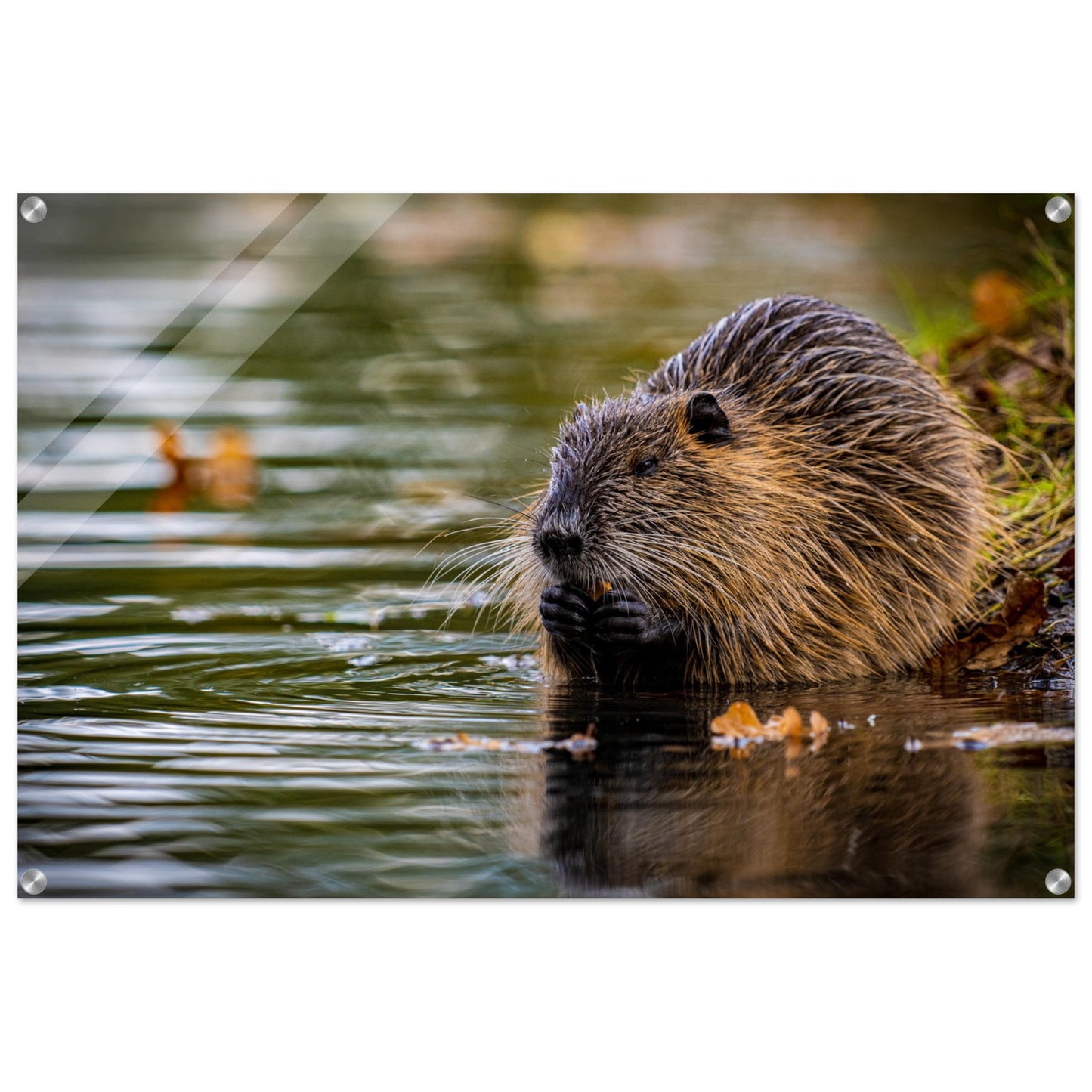 Nutria