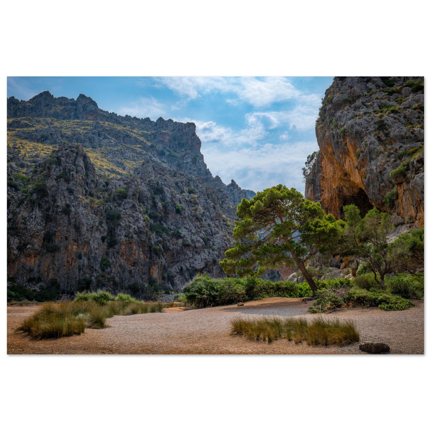 Torrent de Pareis – Der Baum