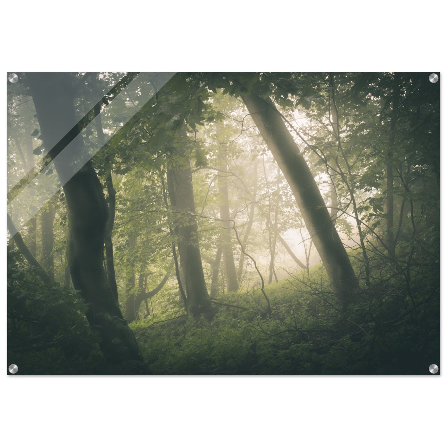 Ein Wald im Nebel