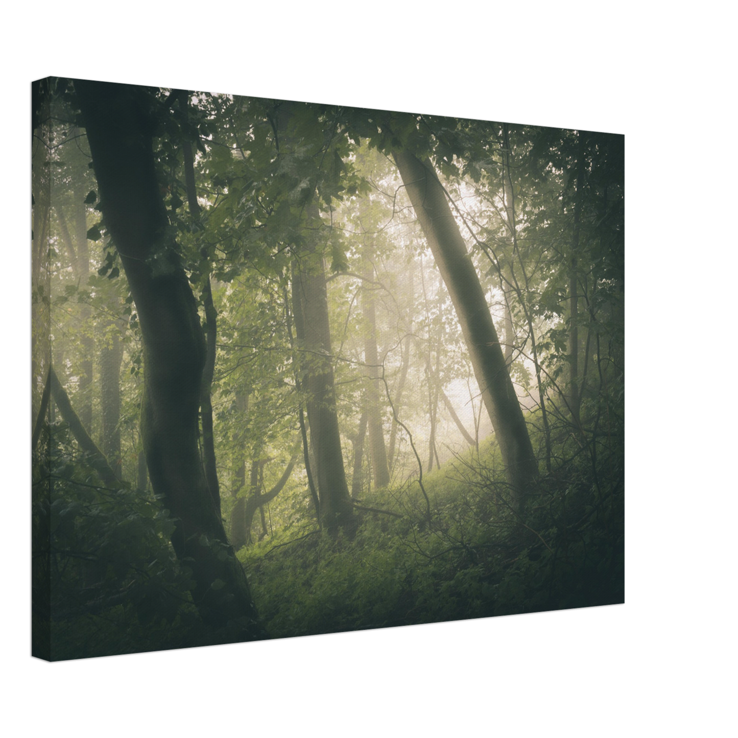 Ein Wald im Nebel