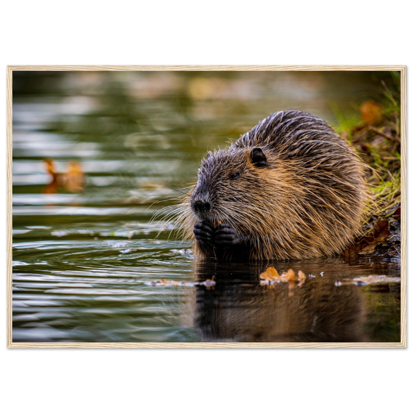 Nutria