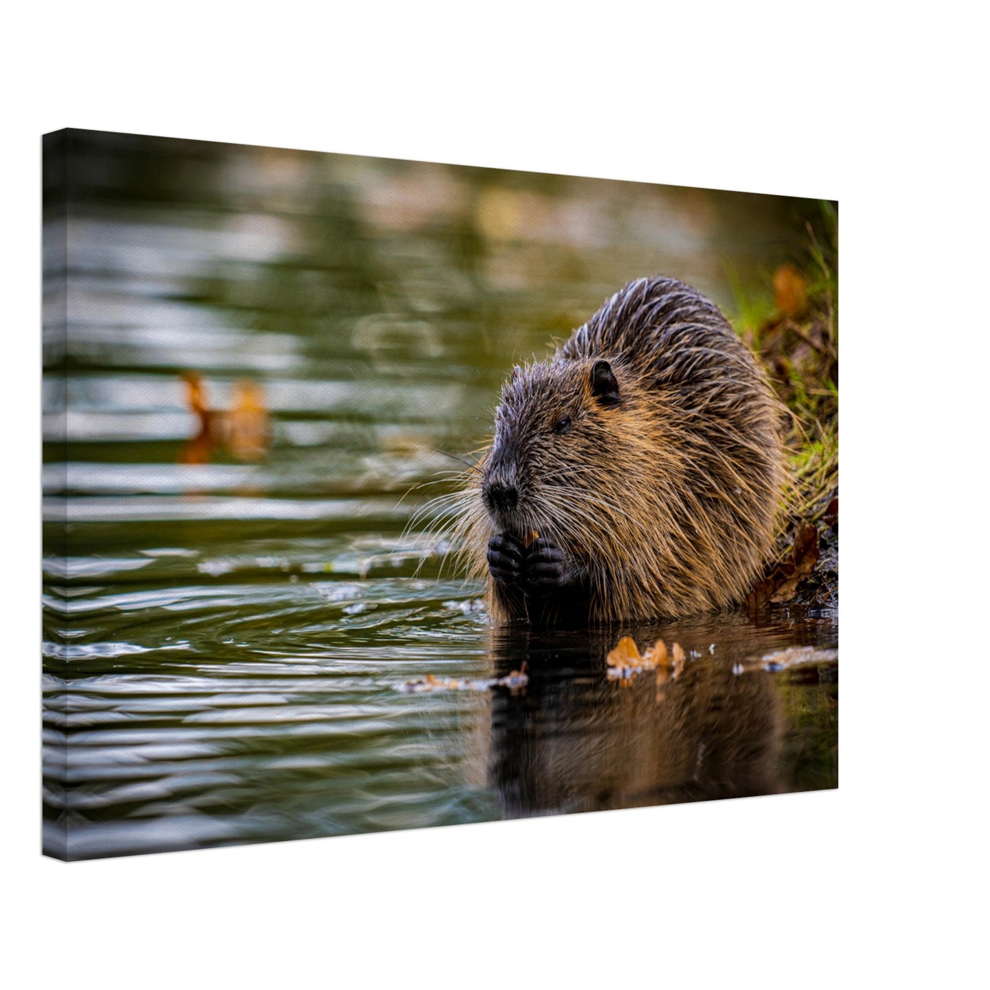 Nutria