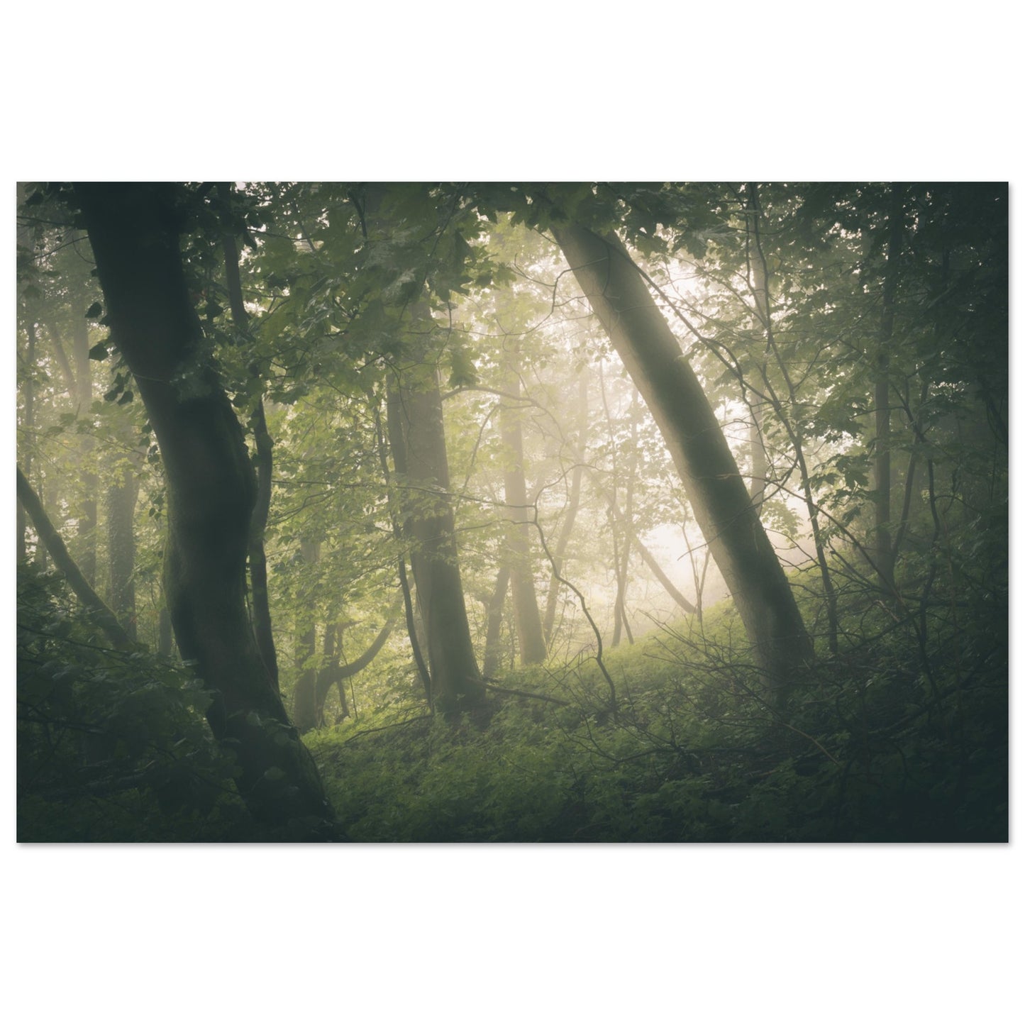 Ein Wald im Nebel