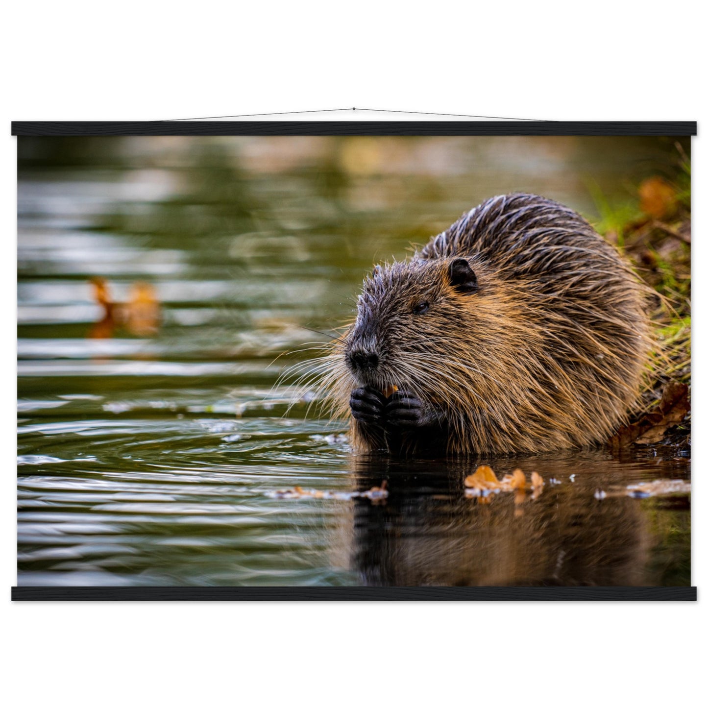 Nutria