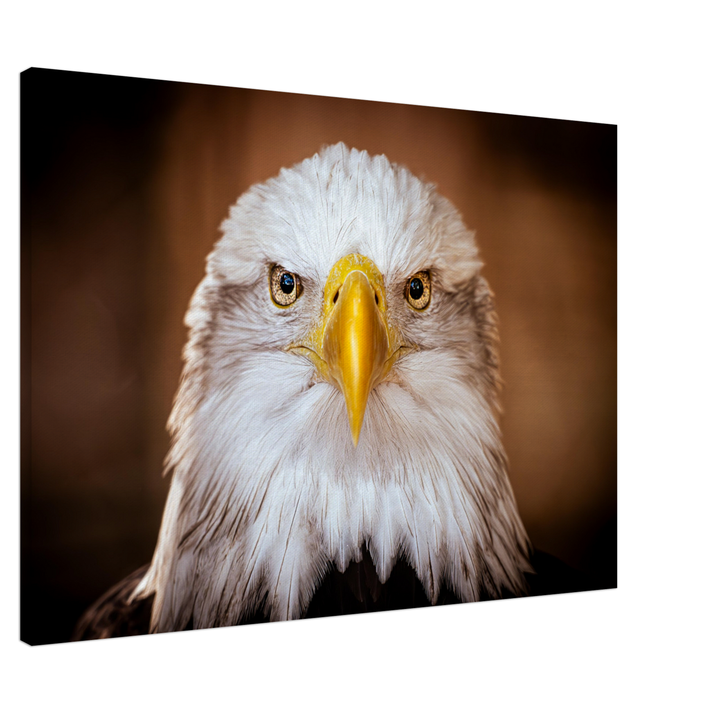 Weißkopfseeadler