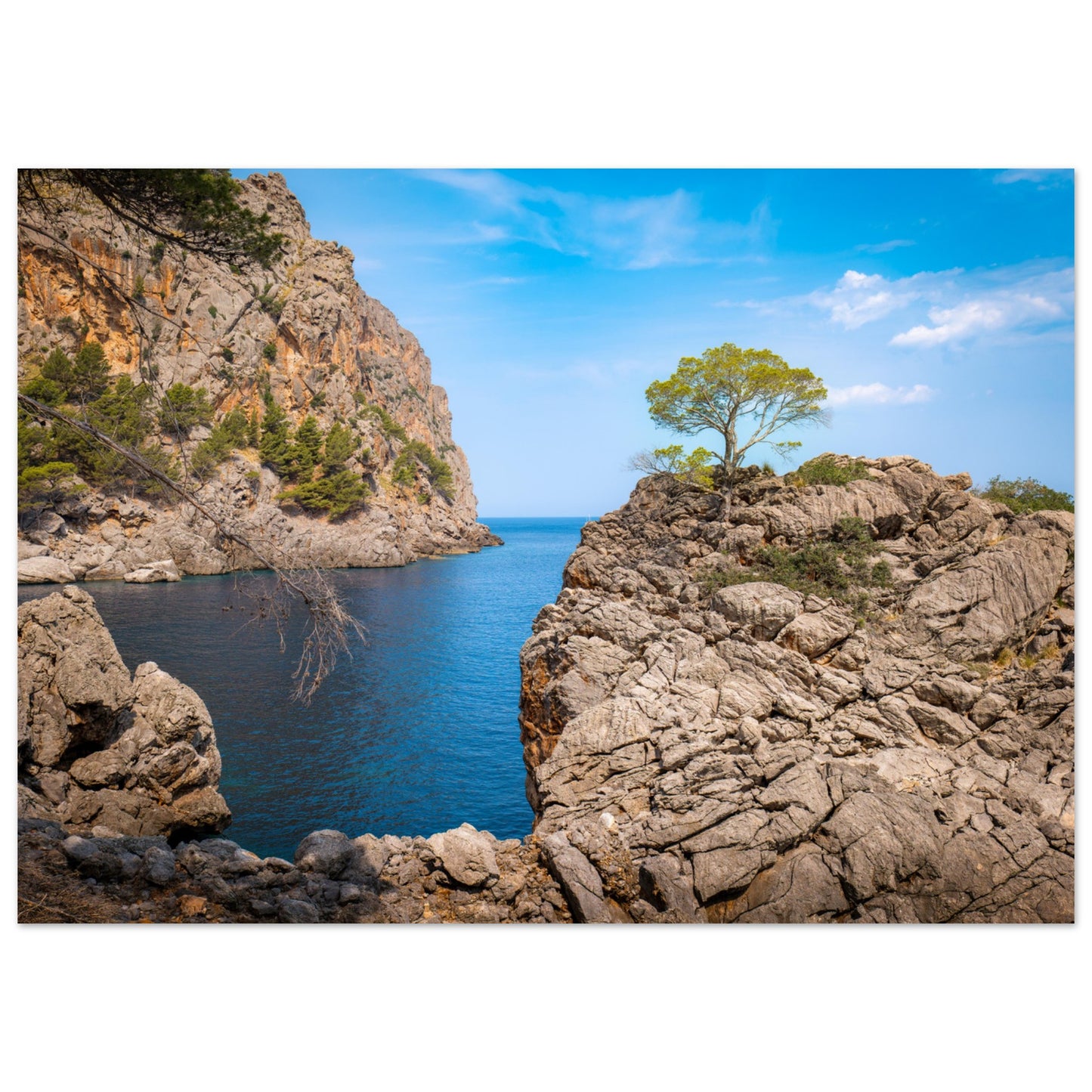 Einsamer Baum auf der Klippe von Sa Calobra