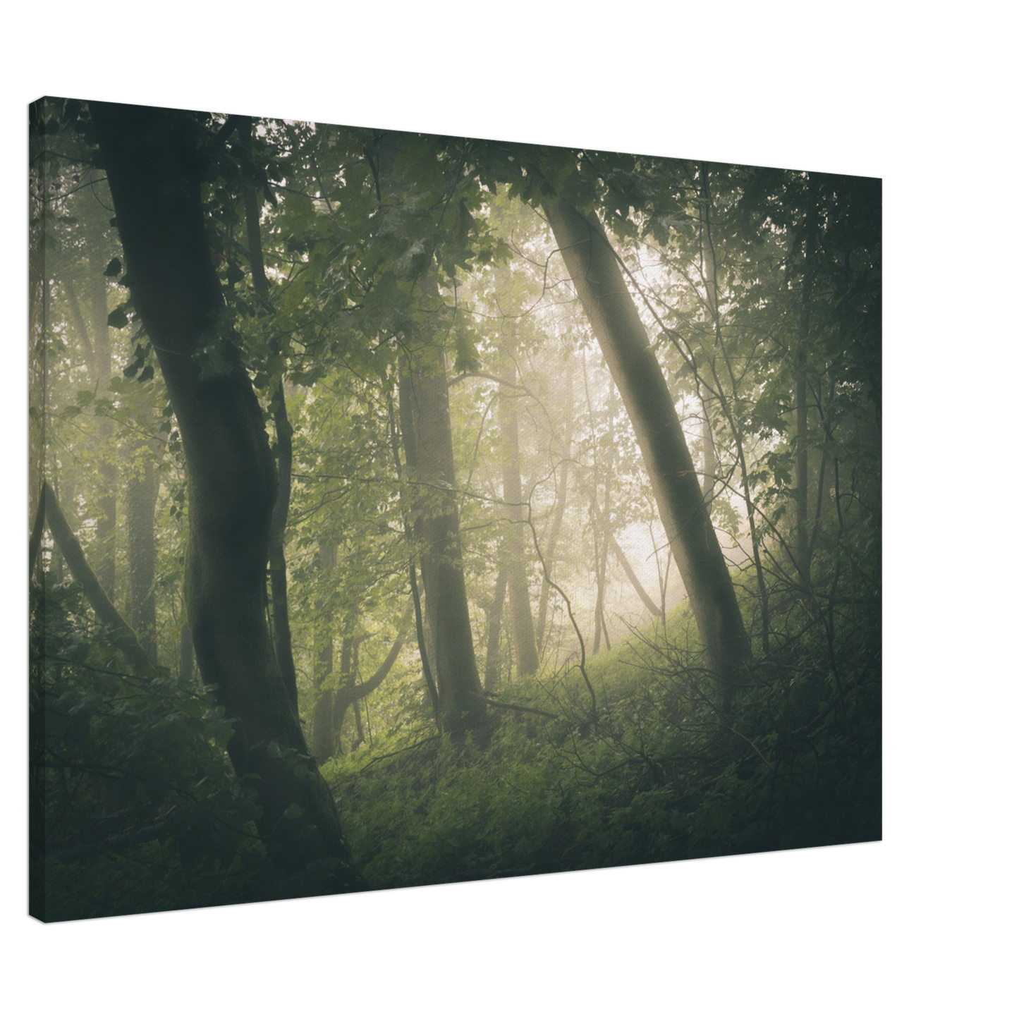 Ein Wald im Nebel