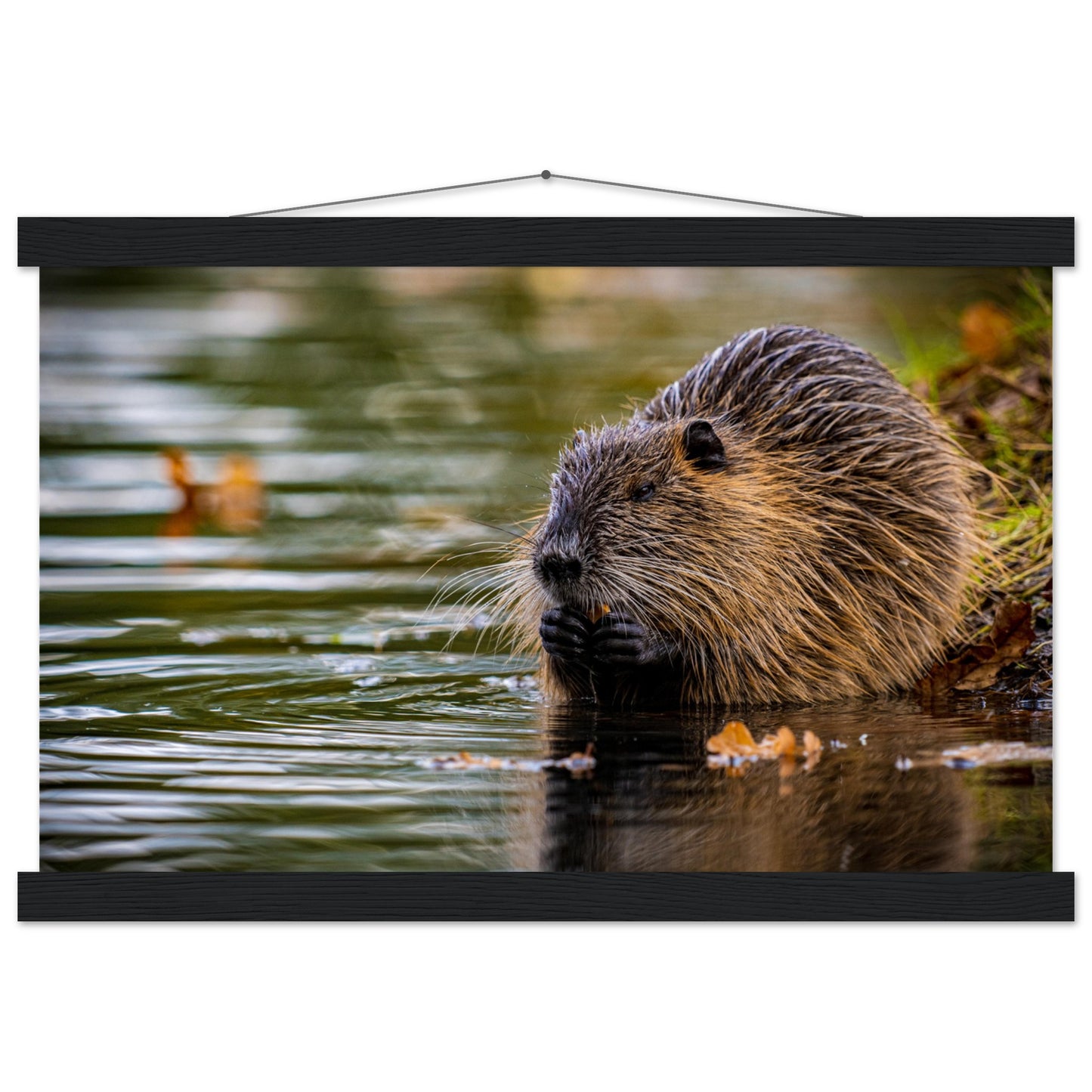 Nutria