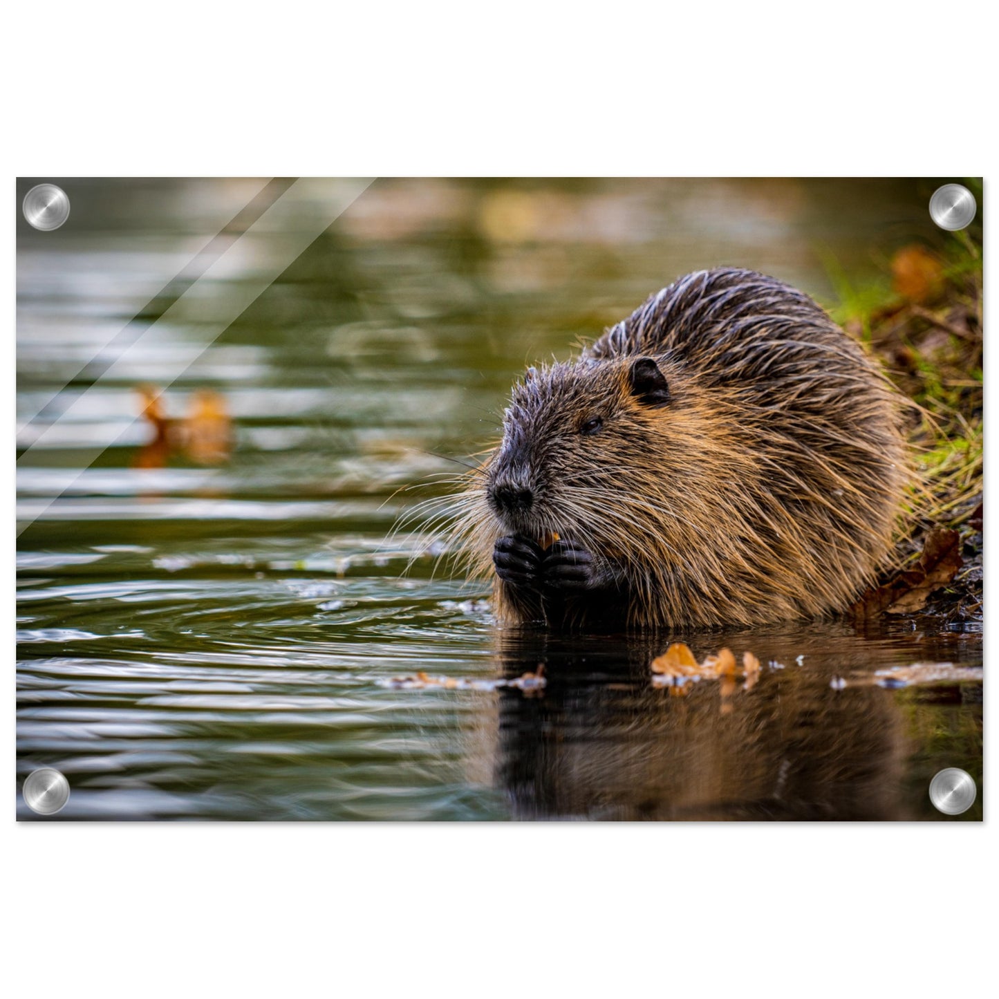 Nutria