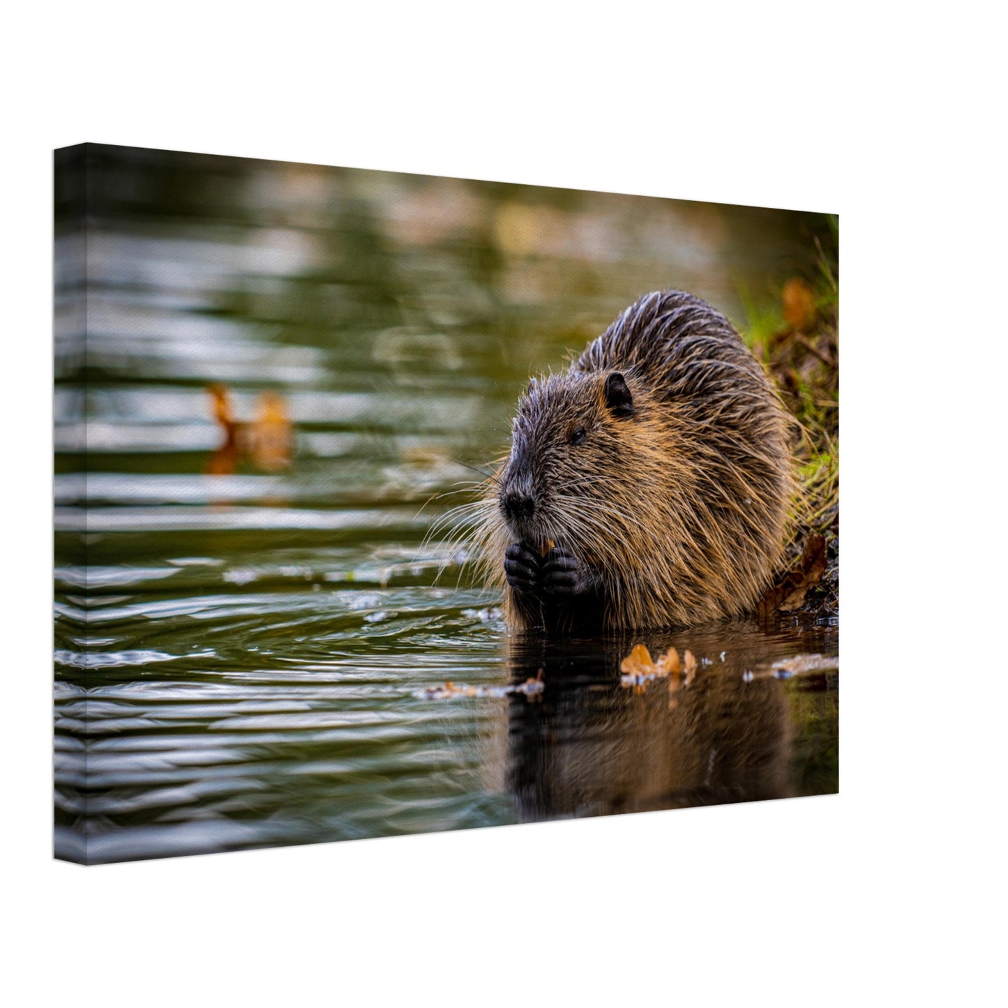 Nutria