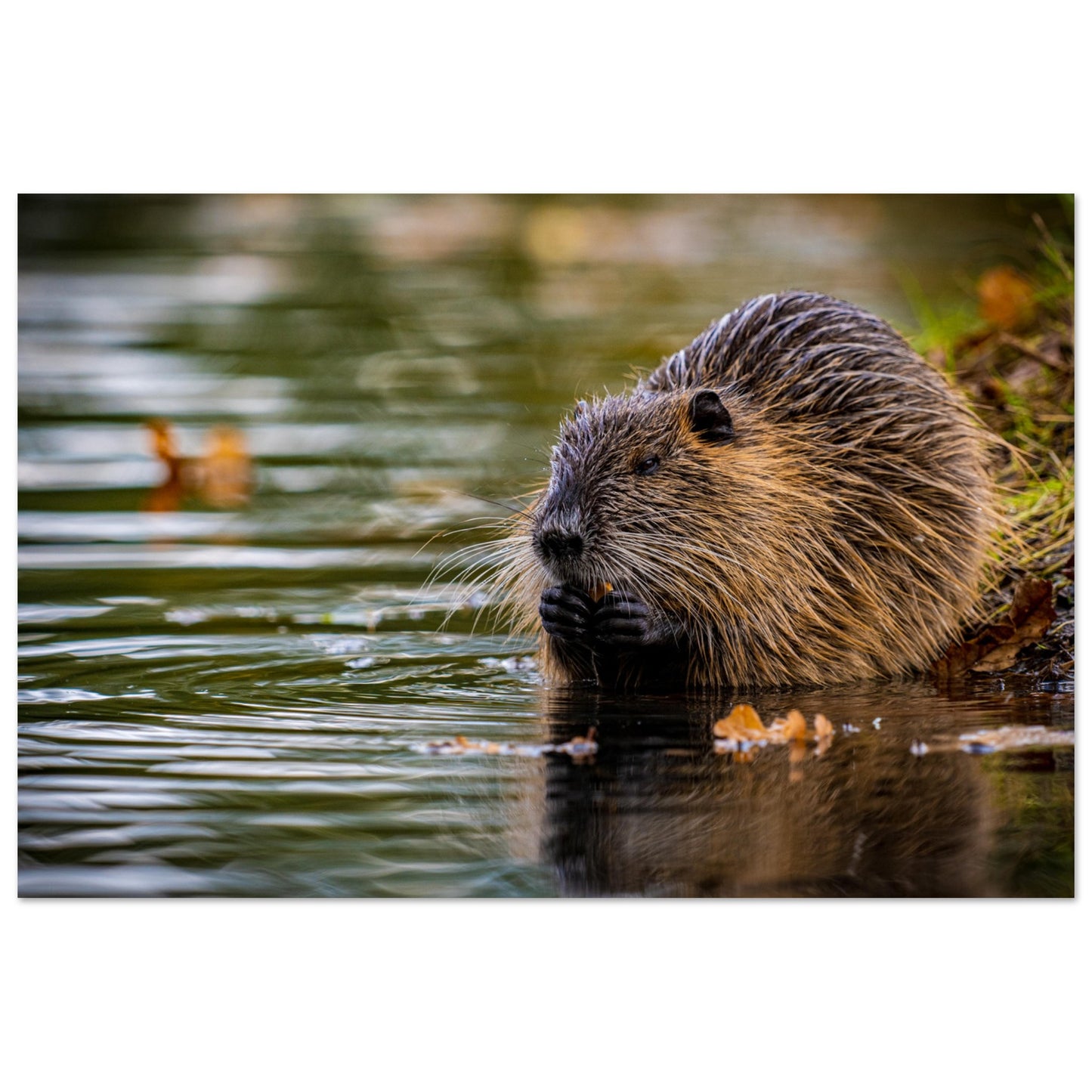 Nutria