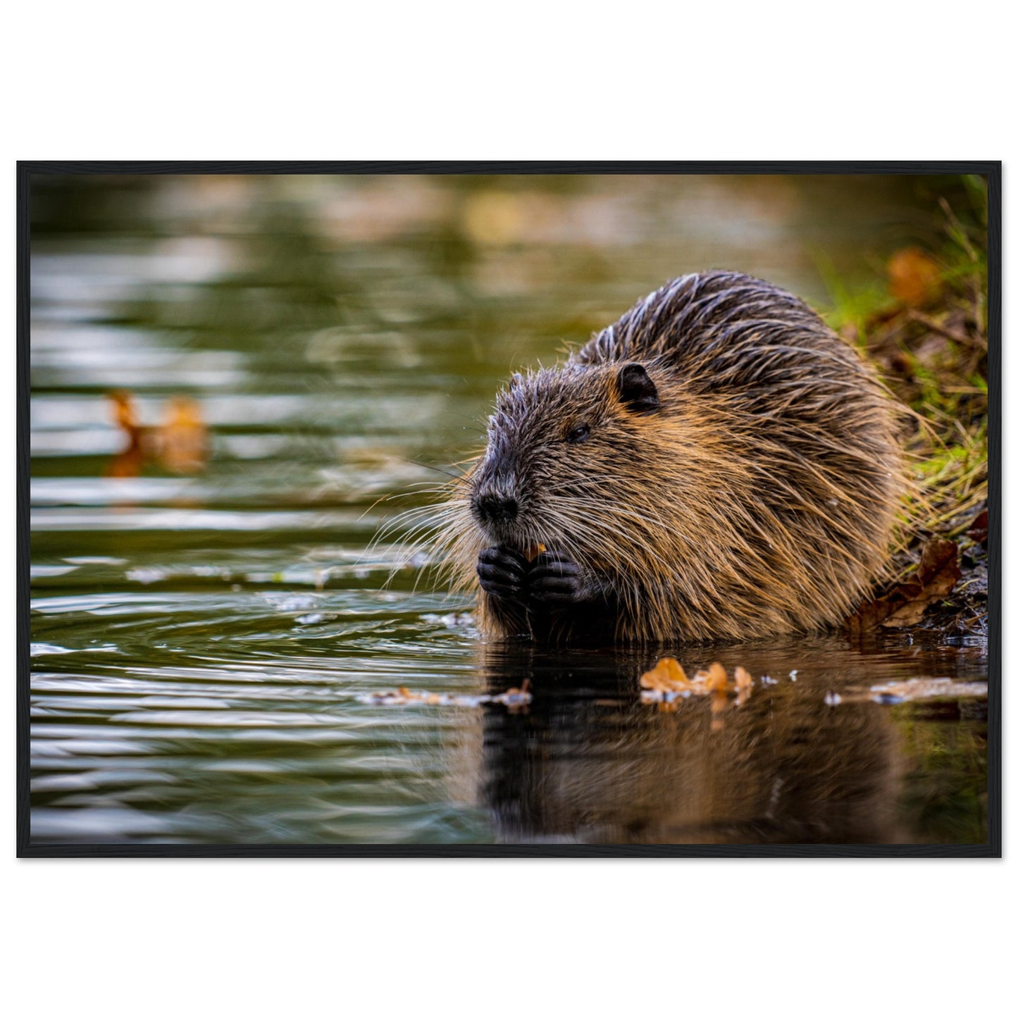 Nutria