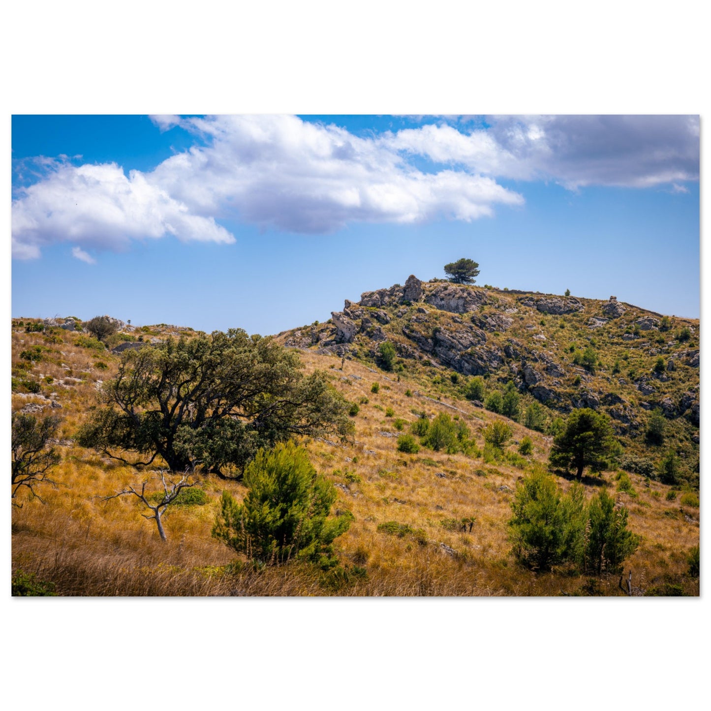 The Hills of Mallorca