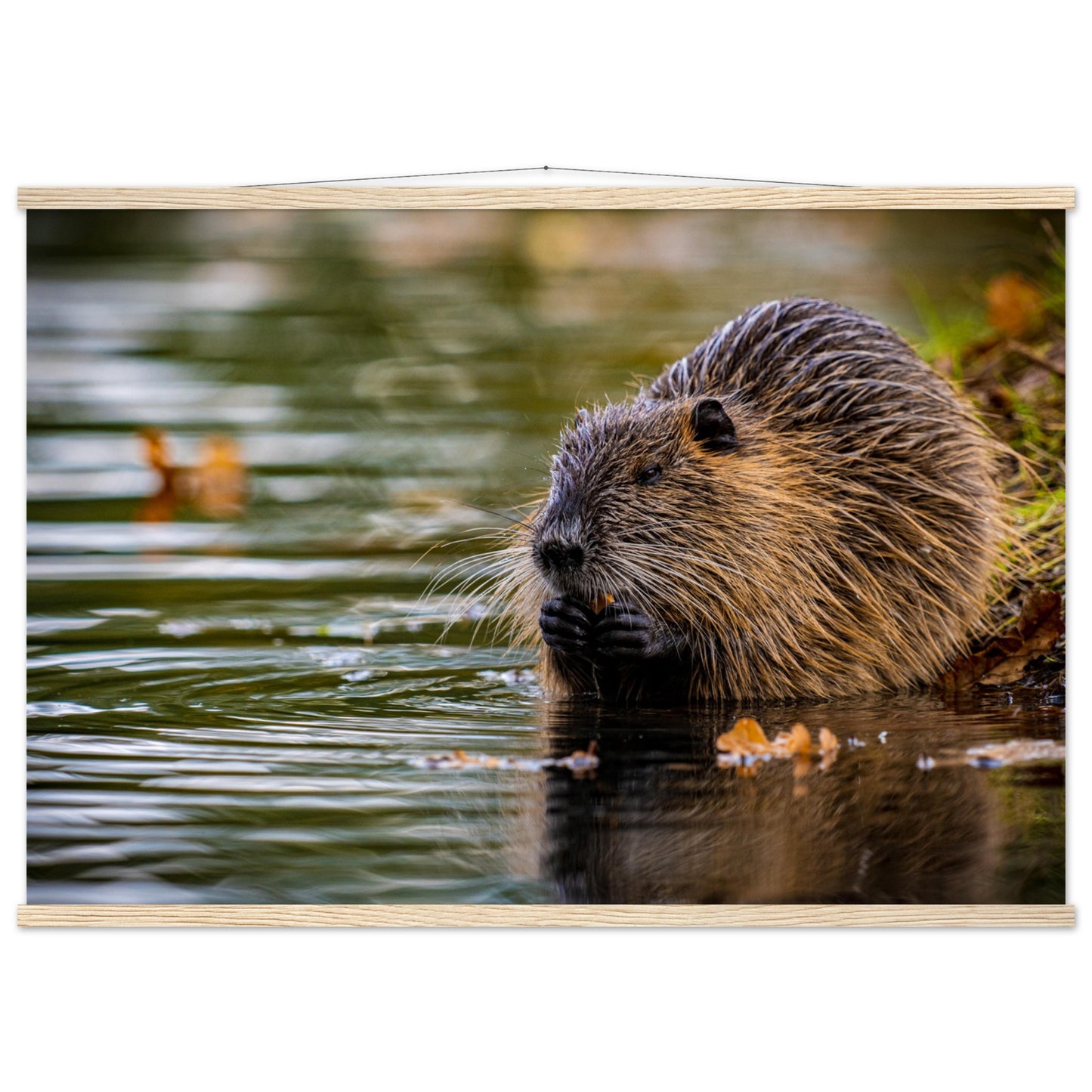 Nutria