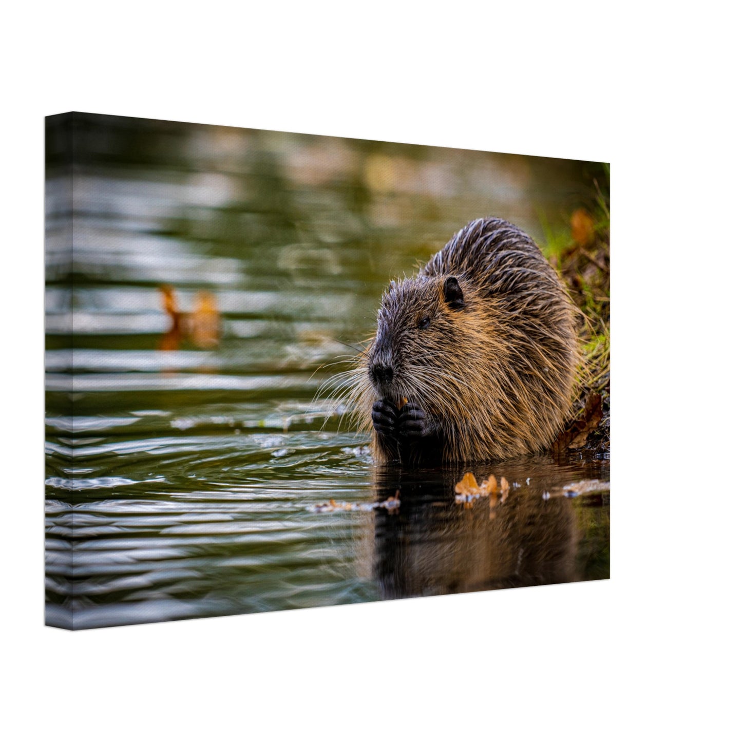 Nutria