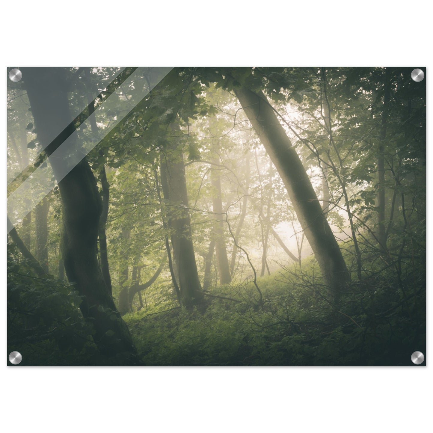 Ein Wald im Nebel