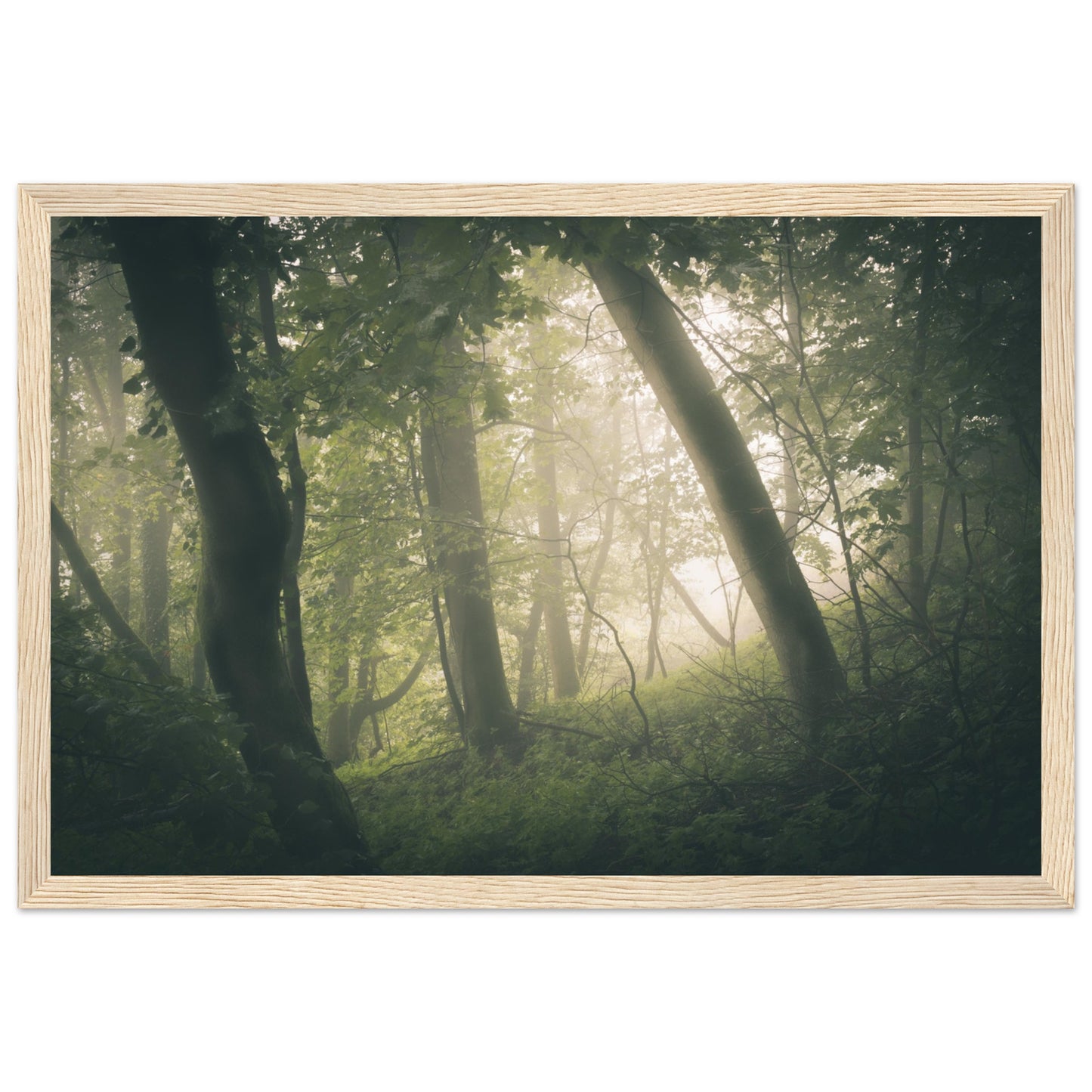 Ein Wald im Nebel