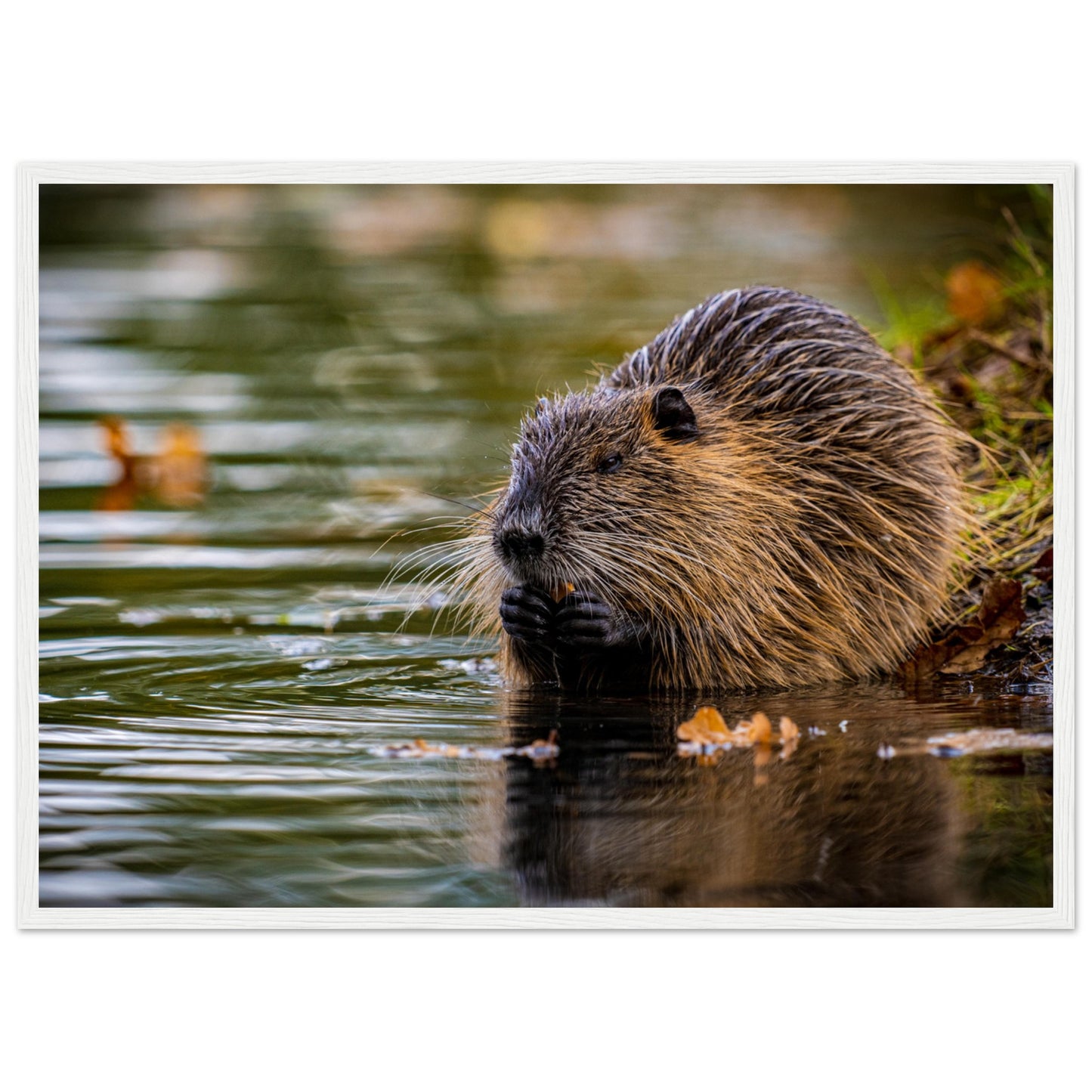 Nutria