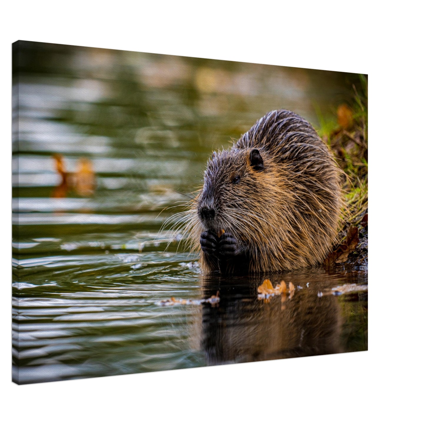 Nutria