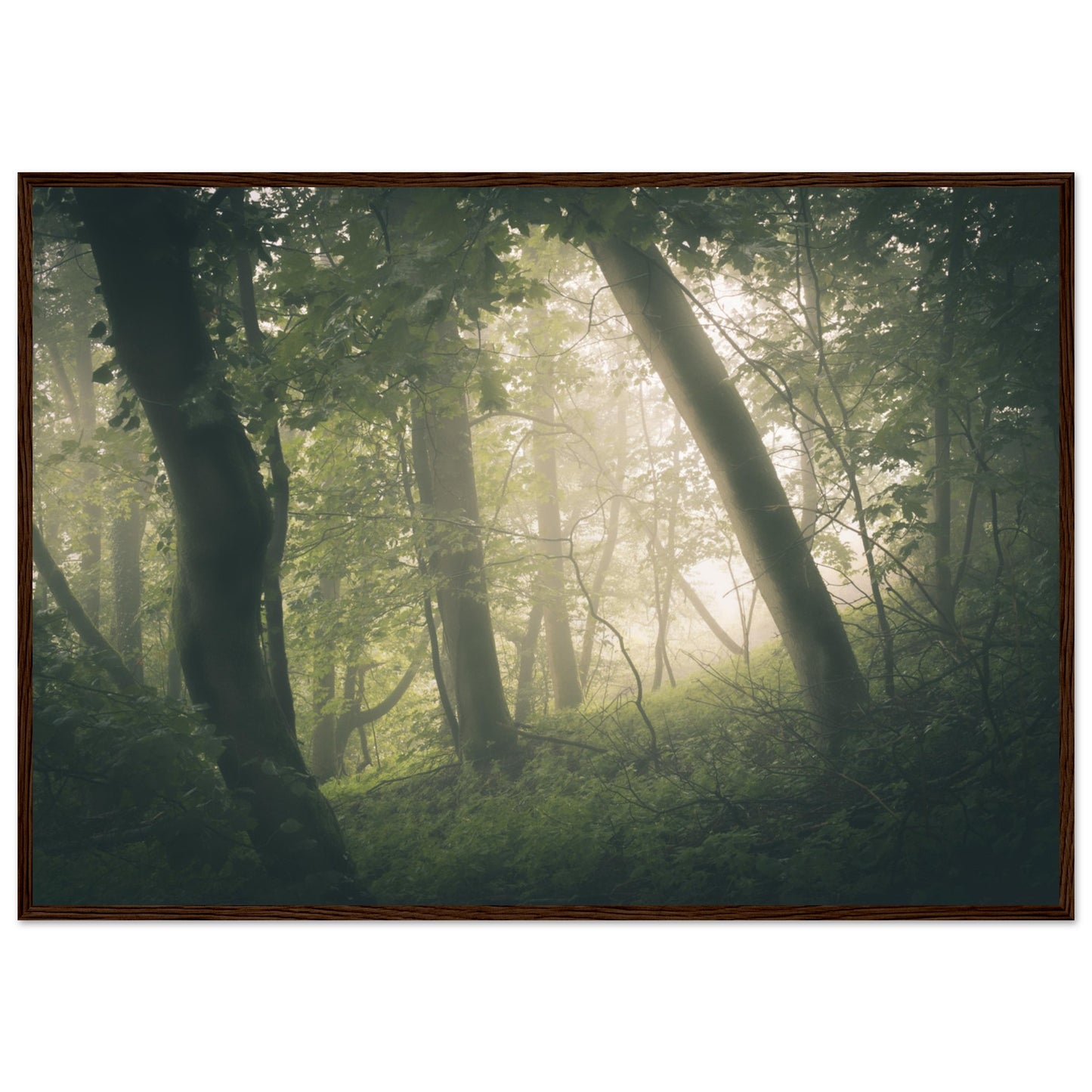 Ein Wald im Nebel