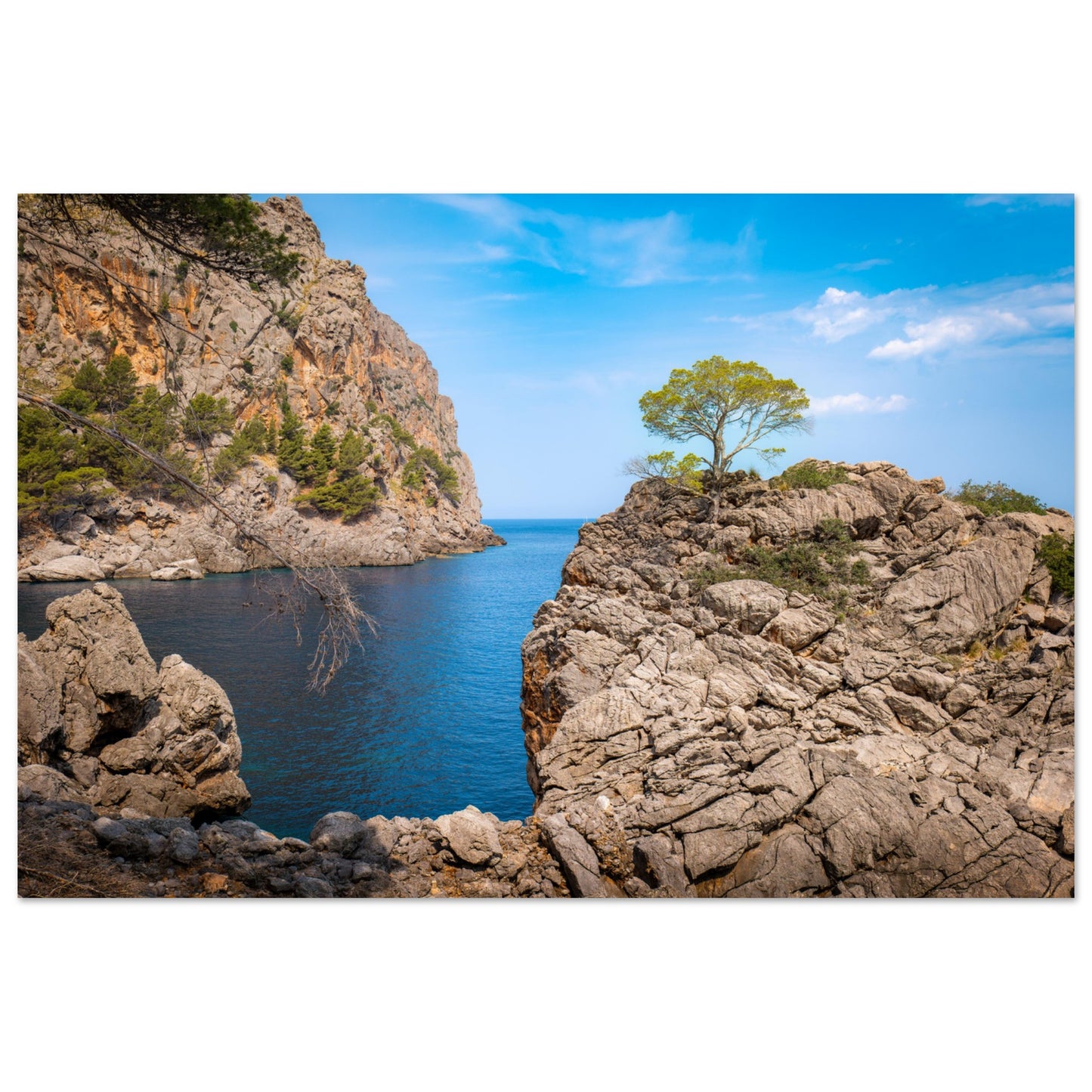 Einsamer Baum auf der Klippe von Sa Calobra