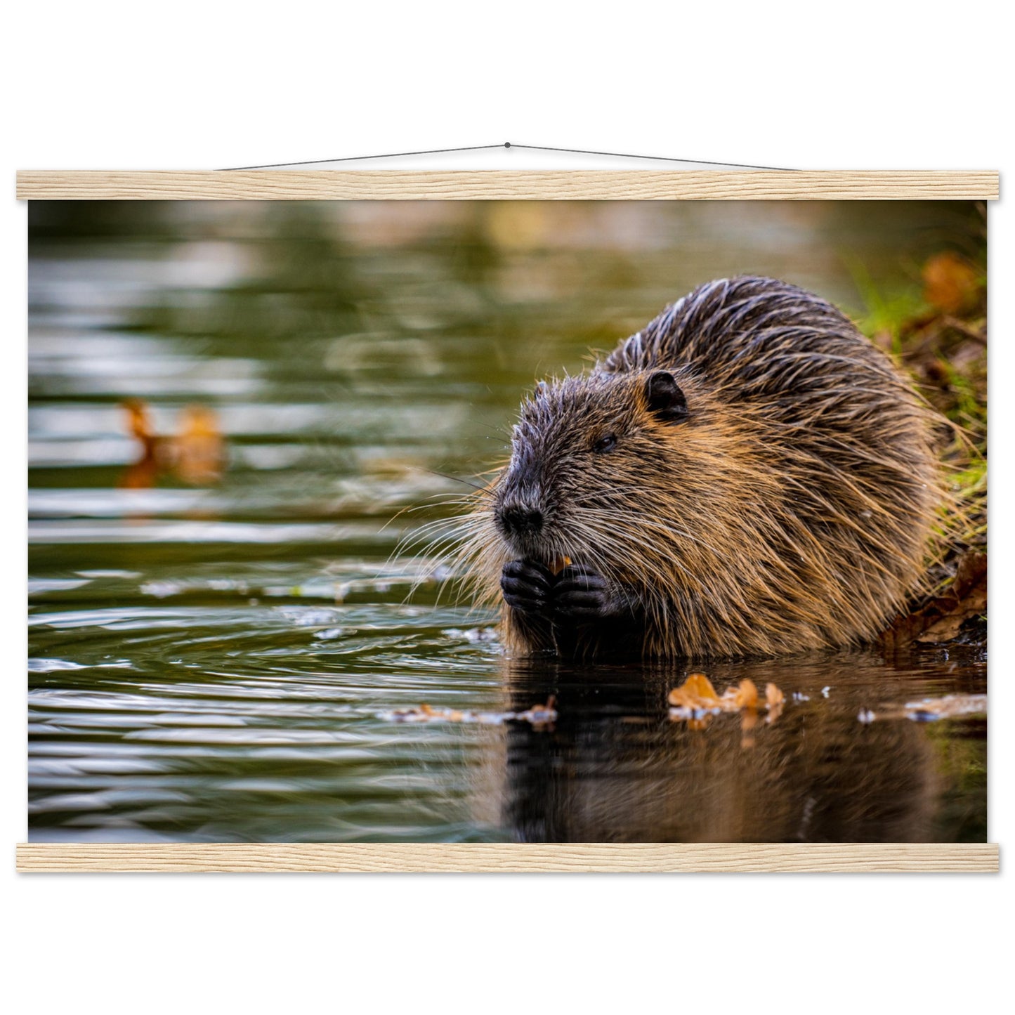 Nutria