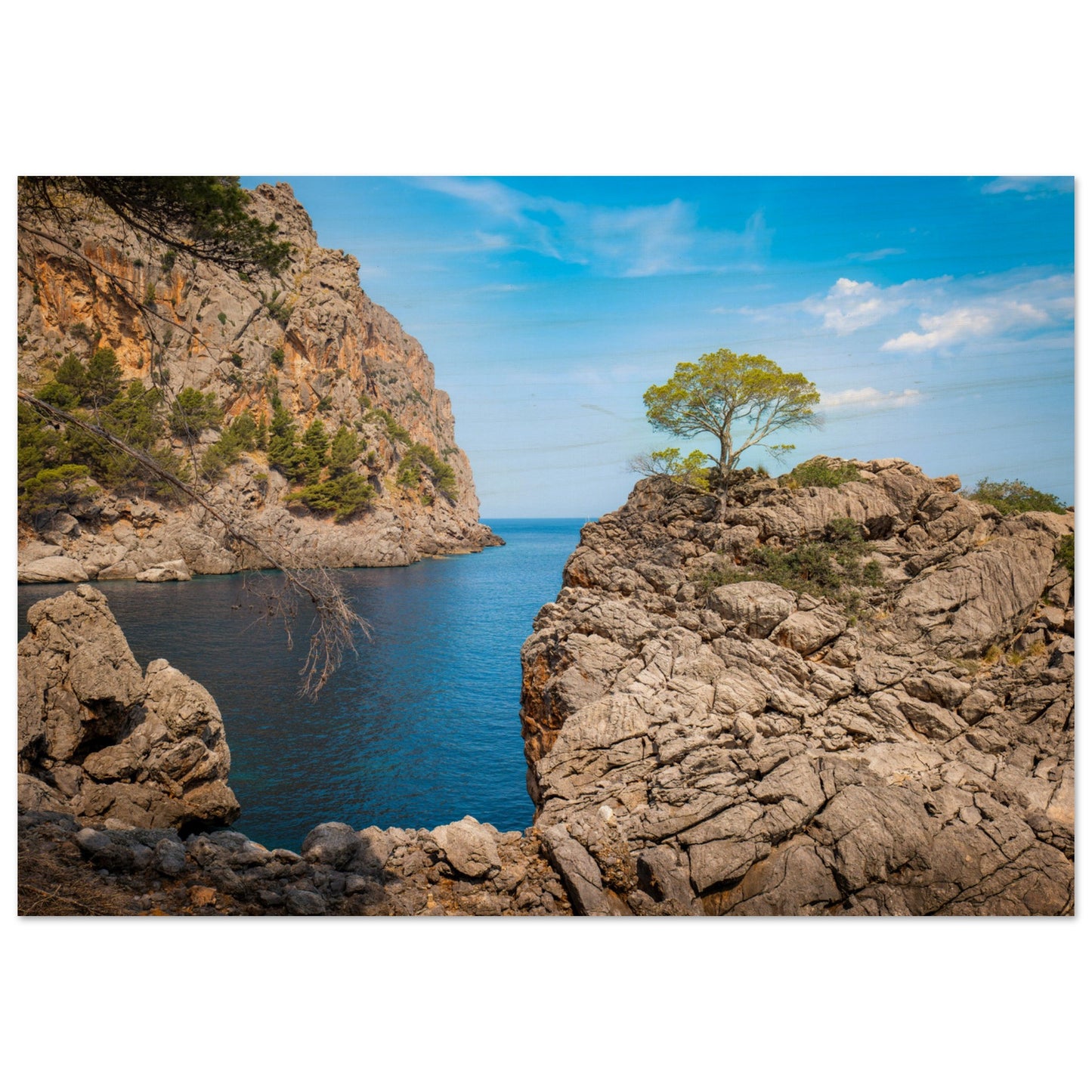 Einsamer Baum auf der Klippe von Sa Calobra