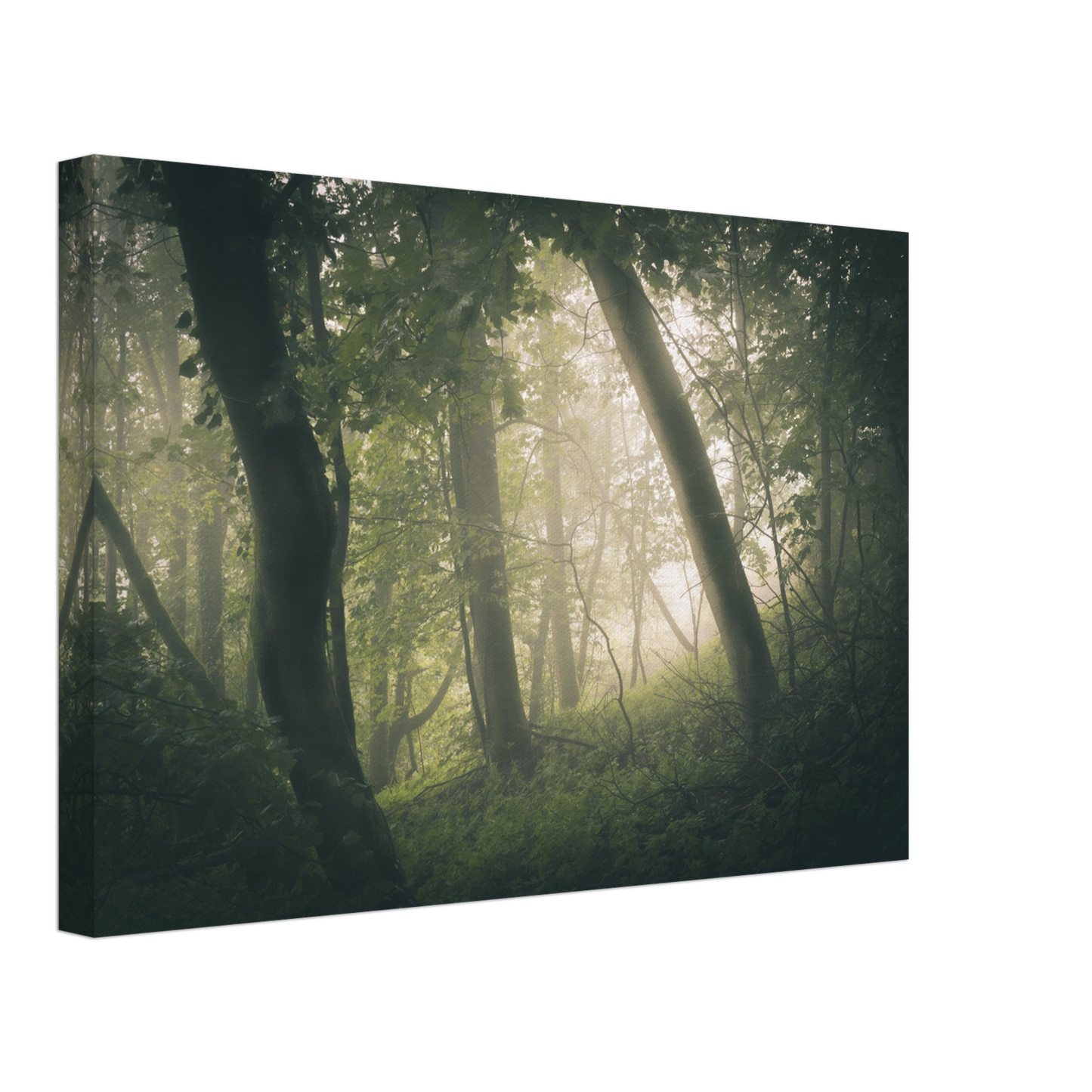 Ein Wald im Nebel