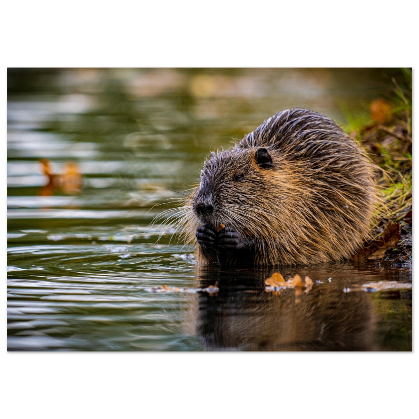 Nutria