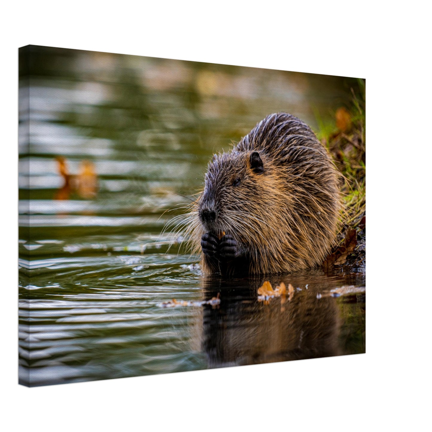 Nutria